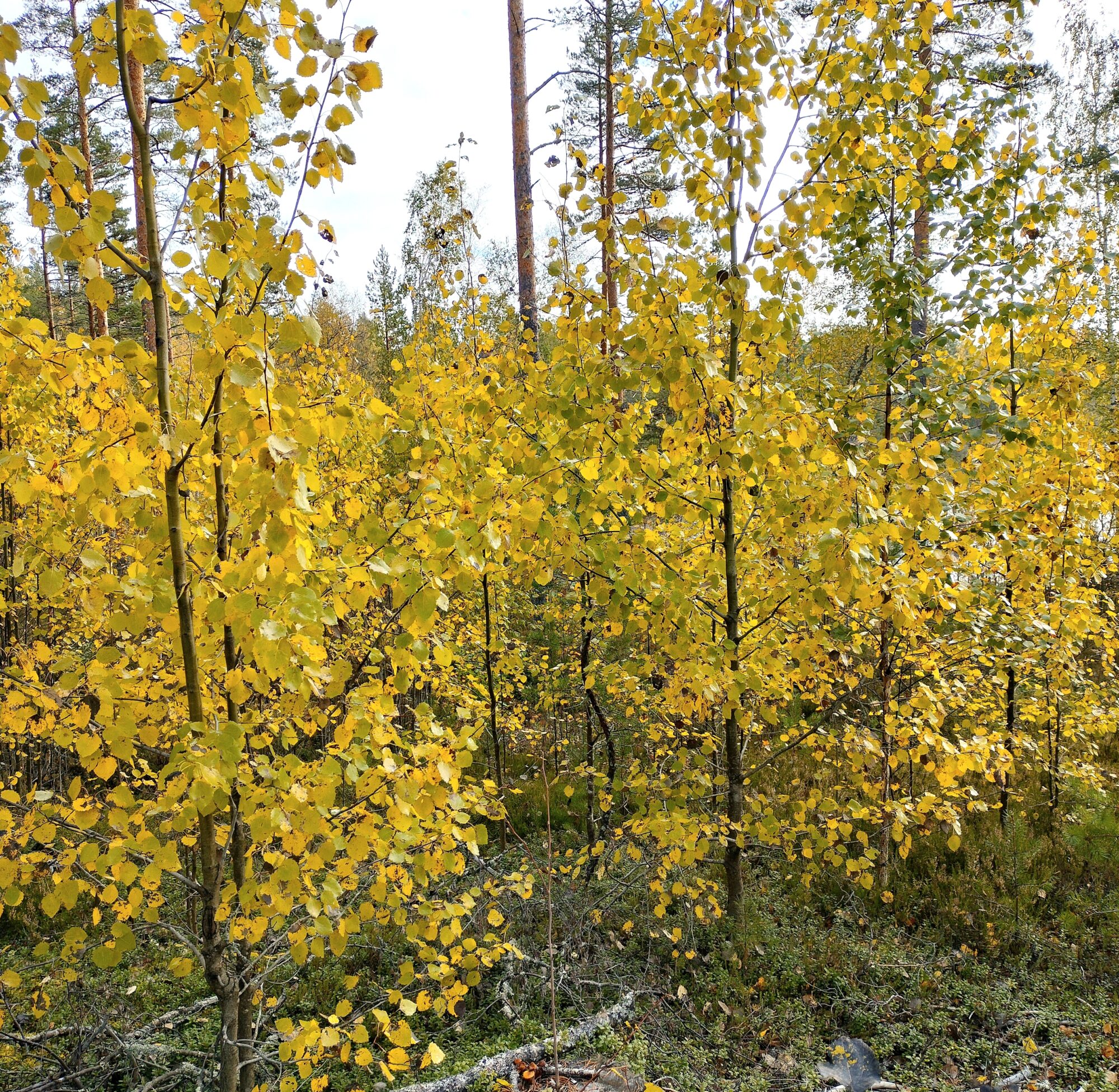 Valokuvaaja: Elina Kovanen