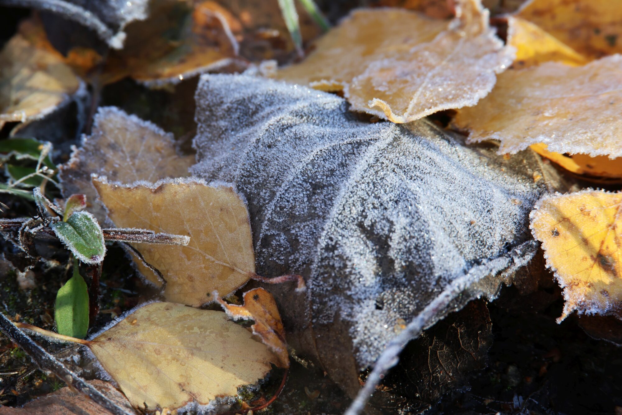 Valokuvaaja: Jaana Saarelainen Valokuvaaja: Jaana Saarelainen