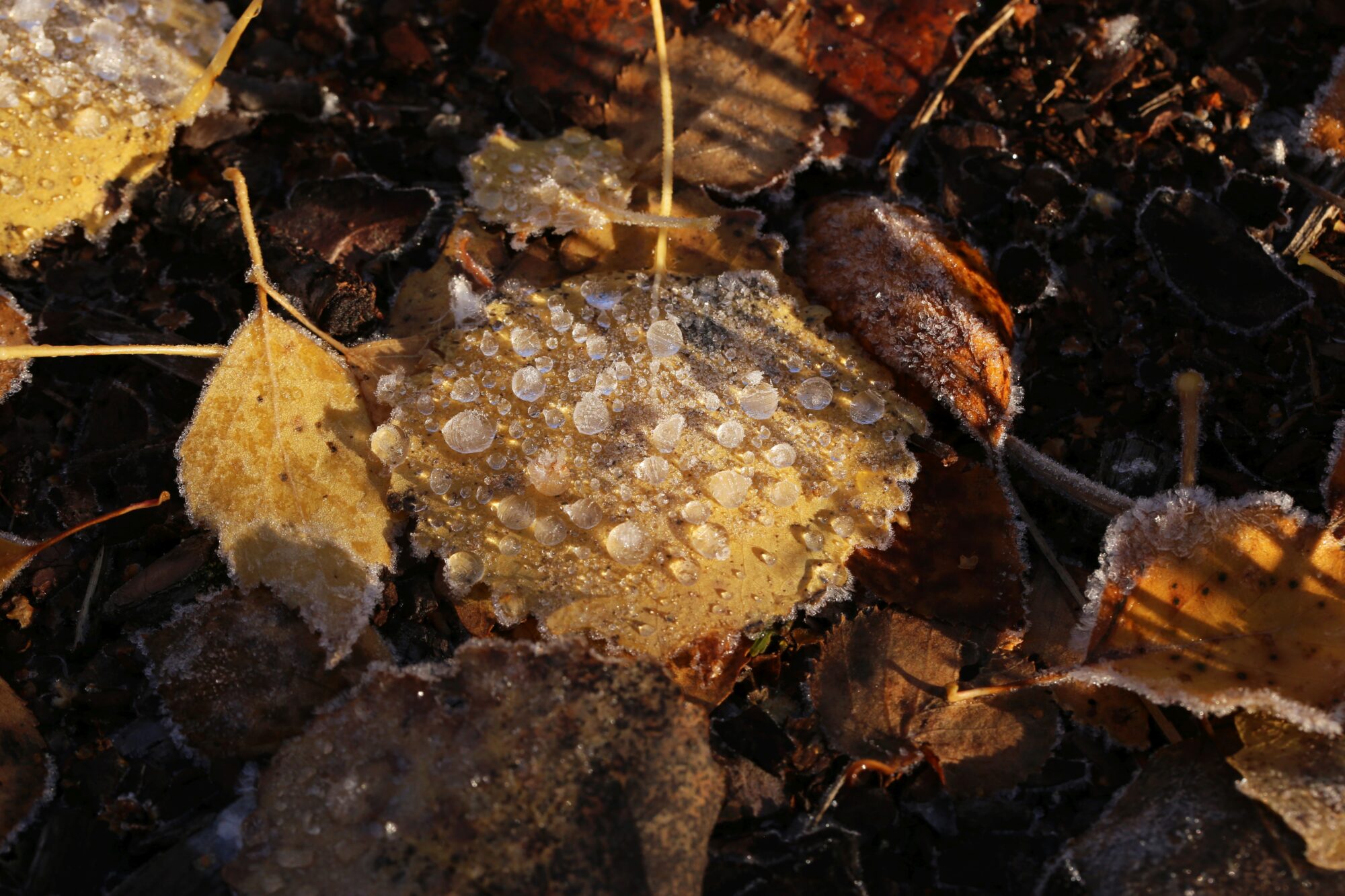 Valokuvaaja: Jaana Saarelainen Valokuvaaja: Jaana Saarelainen