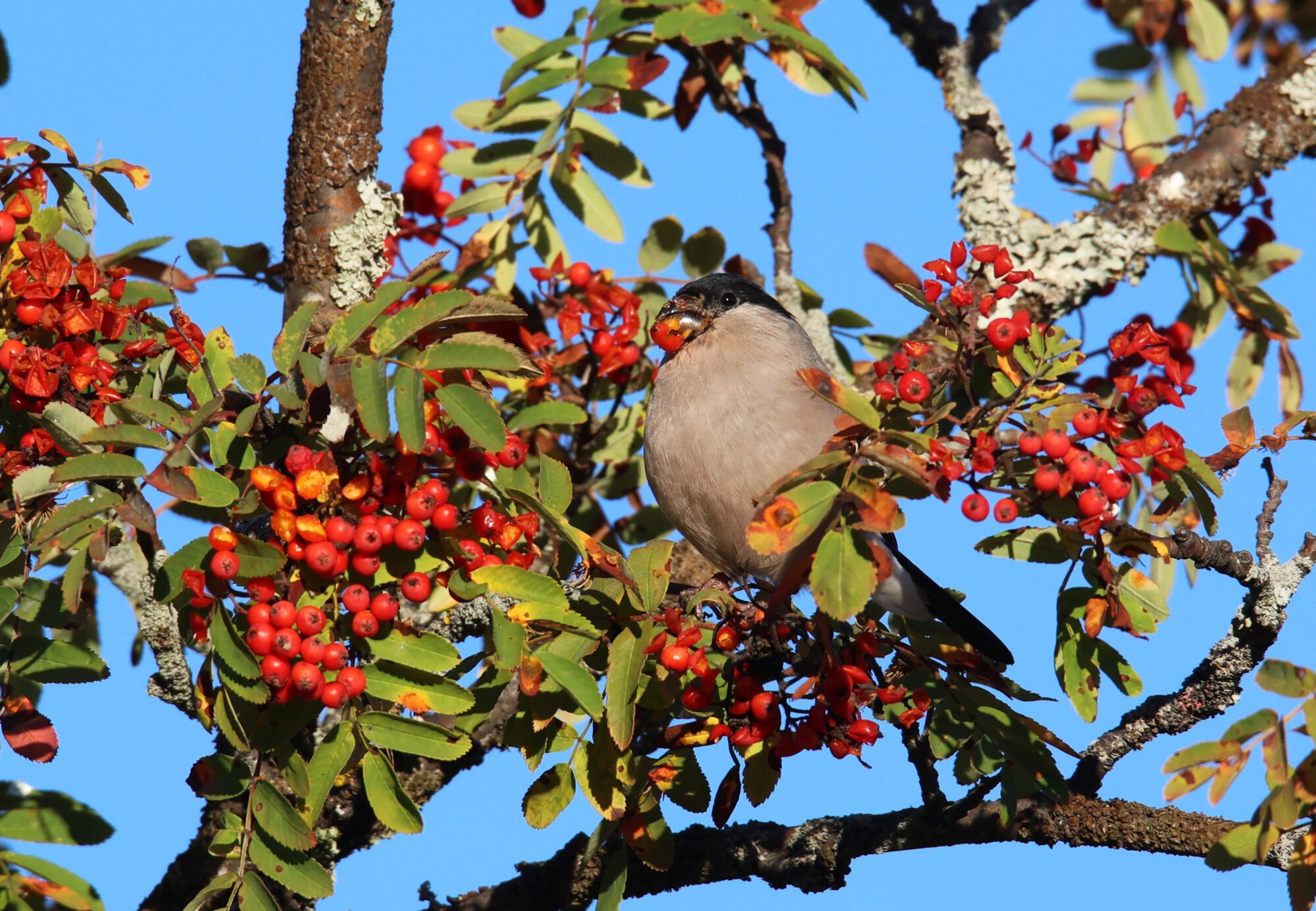 Valokuvaaja: Jaana Saarelainen