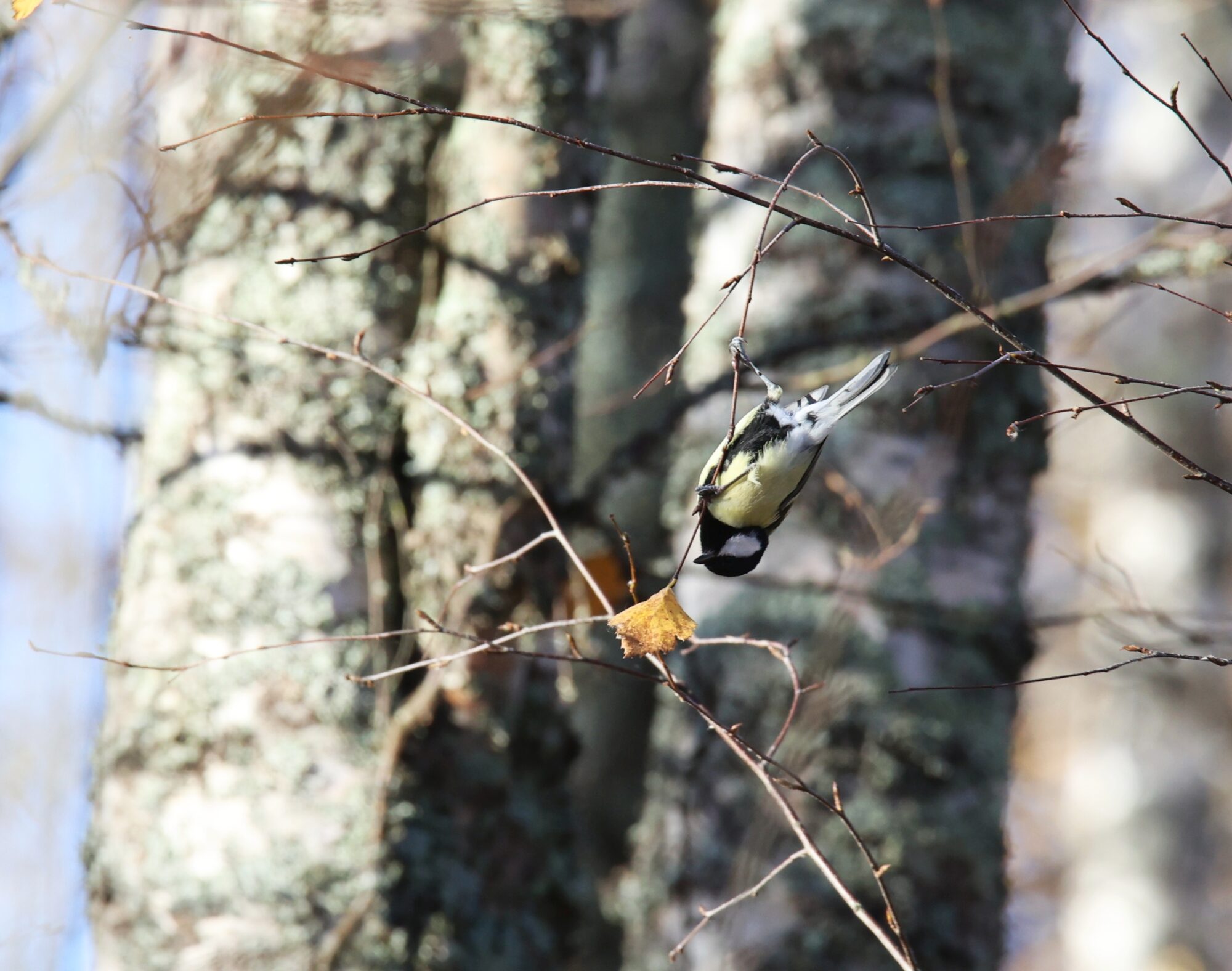 Valokuvaaja: Jaana Saarelainen Valokuvaaja: Jaana Saarelainen