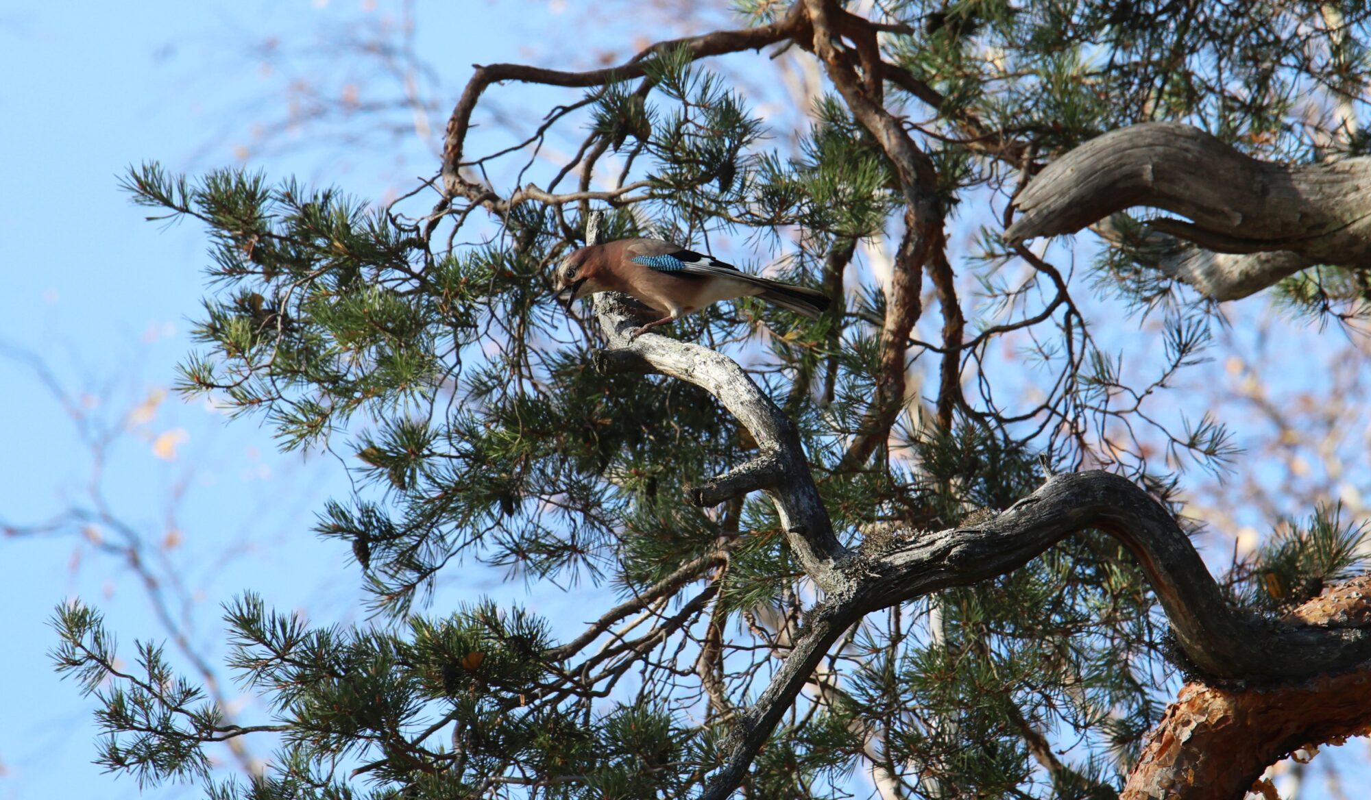 Valokuvaaja: Jaana Saarelainen
