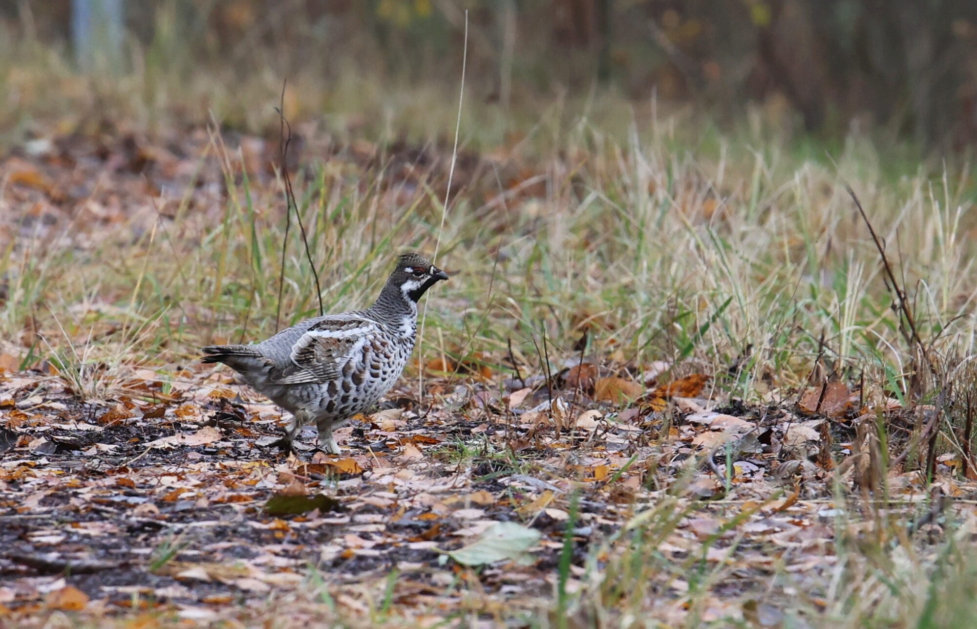 Valokuvaaja: Jaana Saarelainen