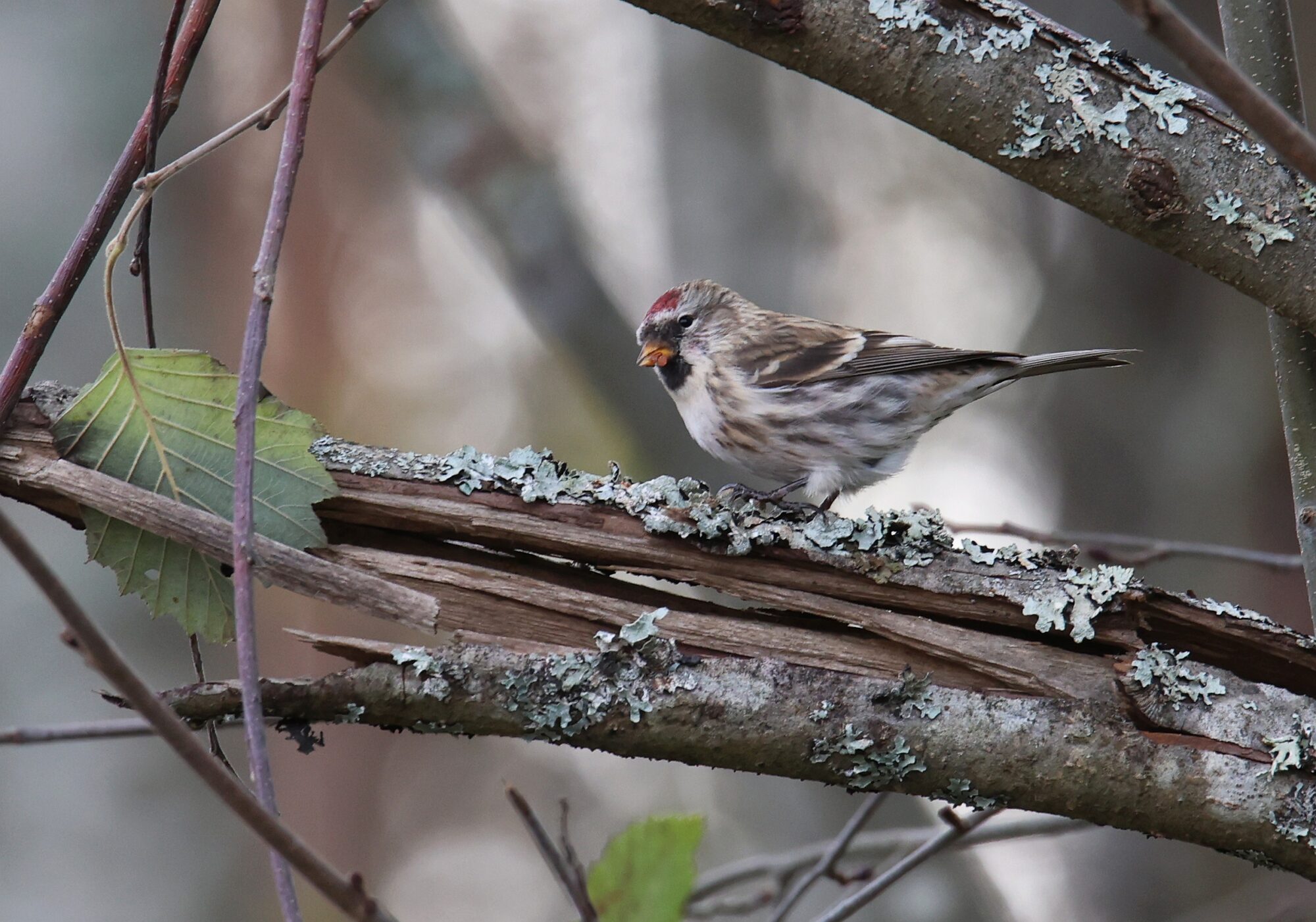Valokuvaaja: Jaana Saarelainen