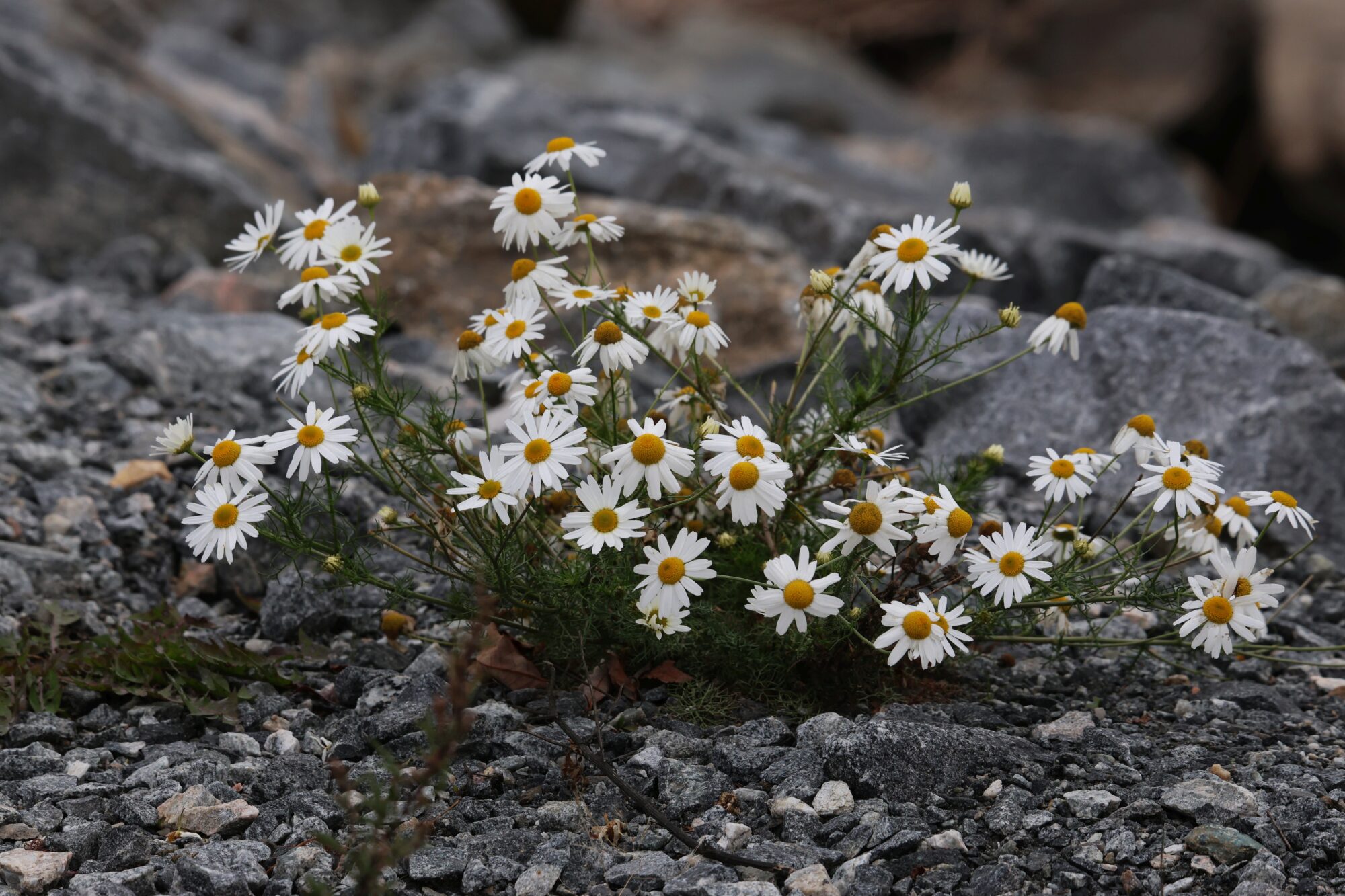 Valokuvaaja: Jaana Saarelainen
