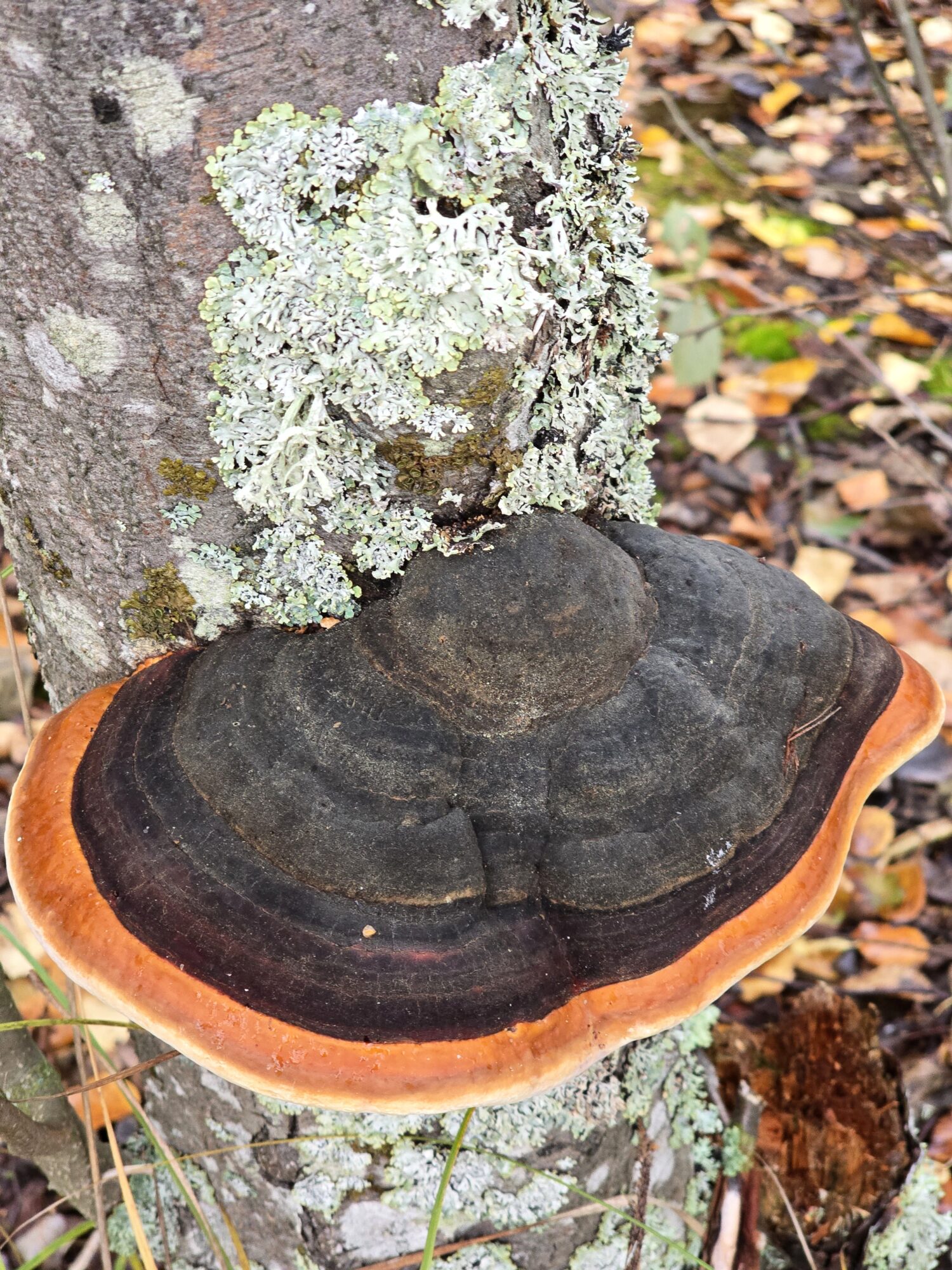 Valokuvaaja: Jaana Saarelainen