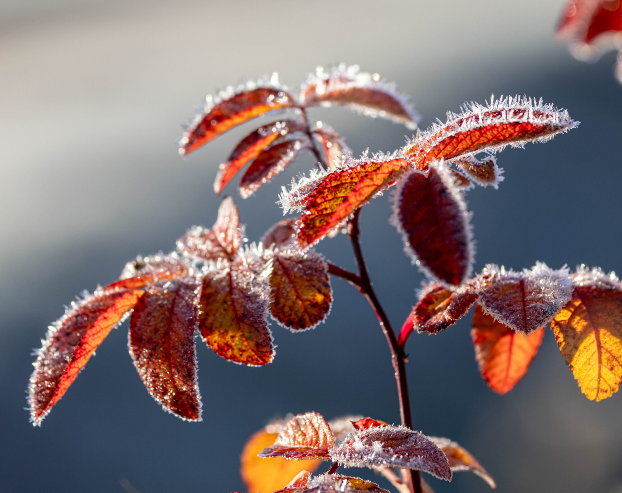 Valokuvaaja: Hannu Tikkanen Valokuvaaja: Hannu Tikkanen