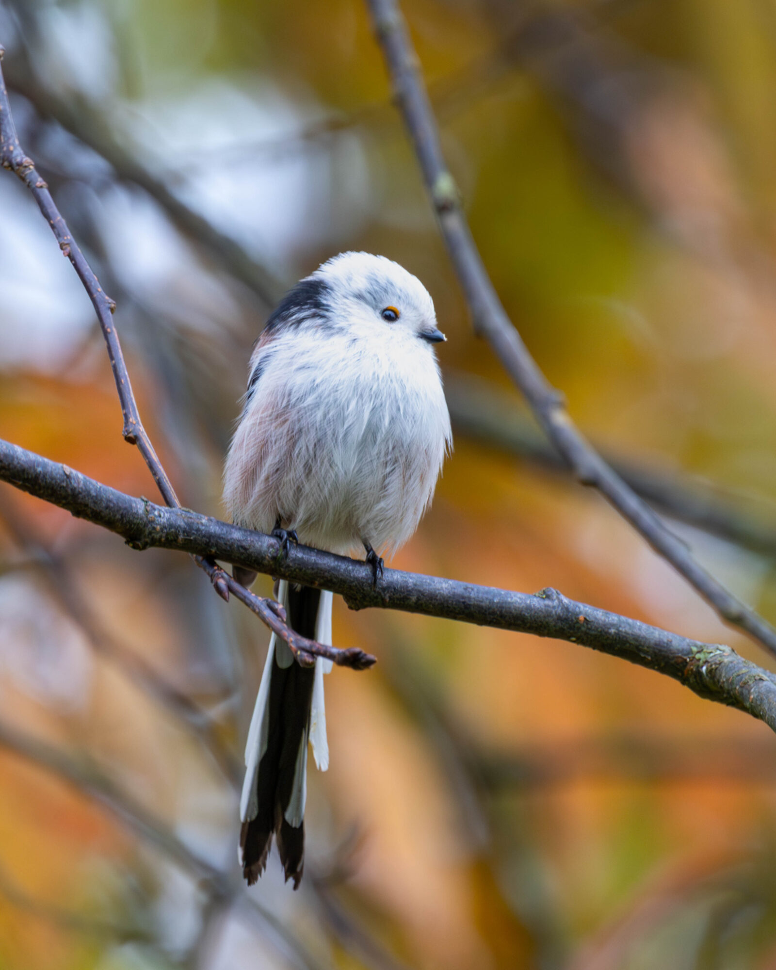 Valokuvaaja: Hannu Tikkanen
