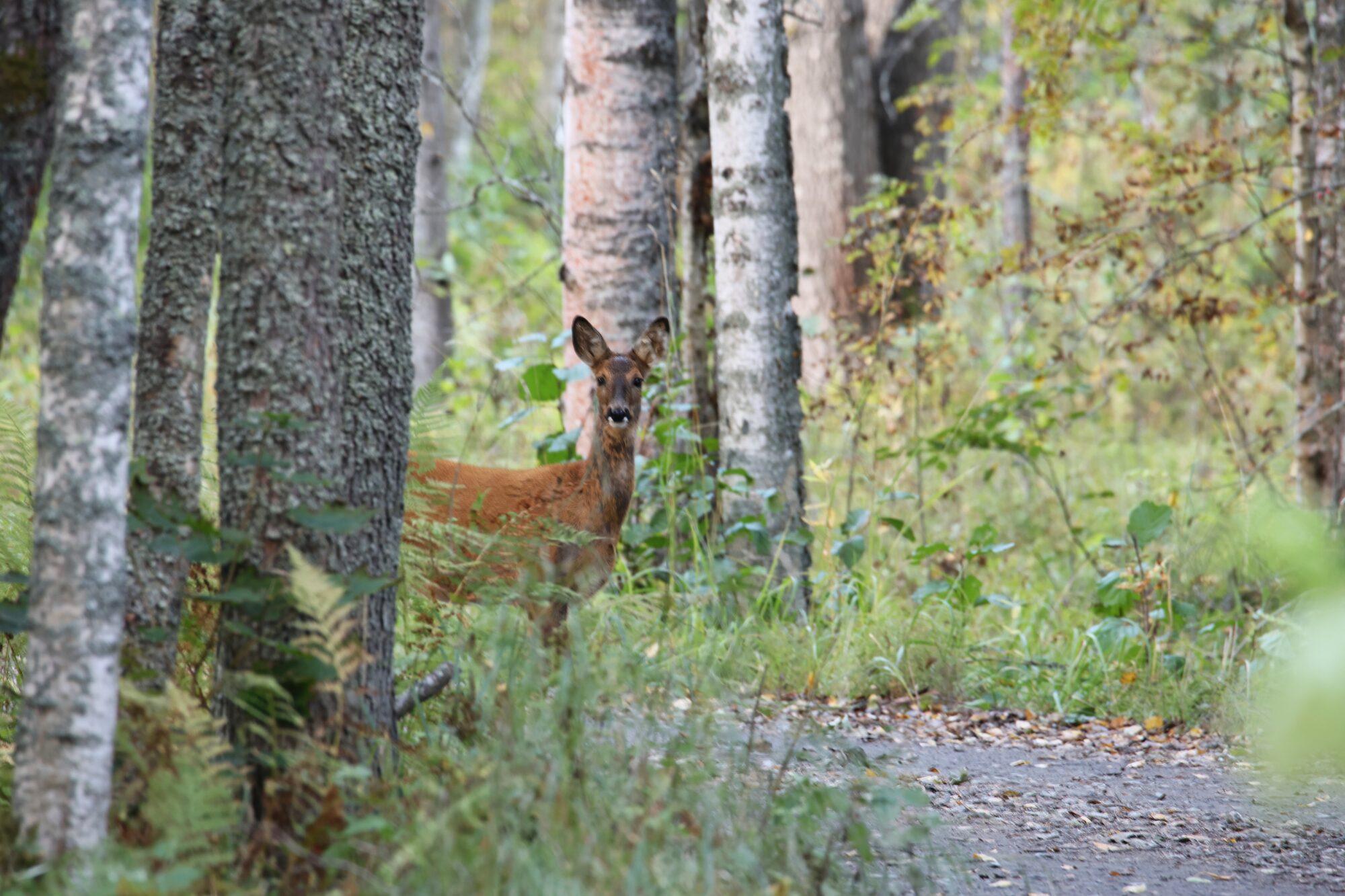 Valokuvaaja: Jaana Saarelainen