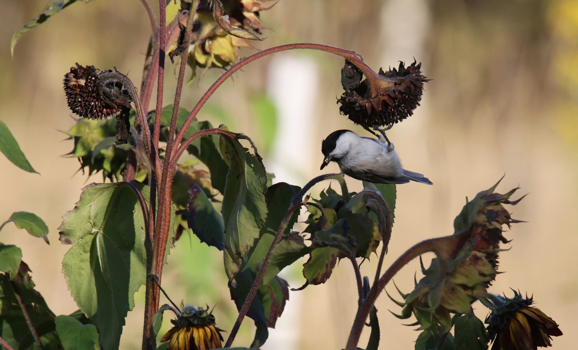 Valokuvaaja: Jaana Saarelainen