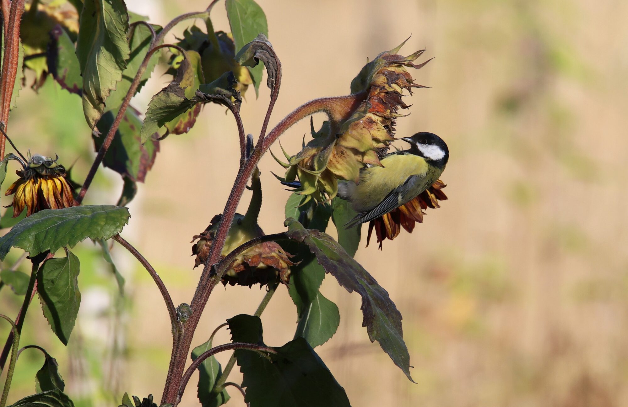 Valokuvaaja: Jaana Saarelainen