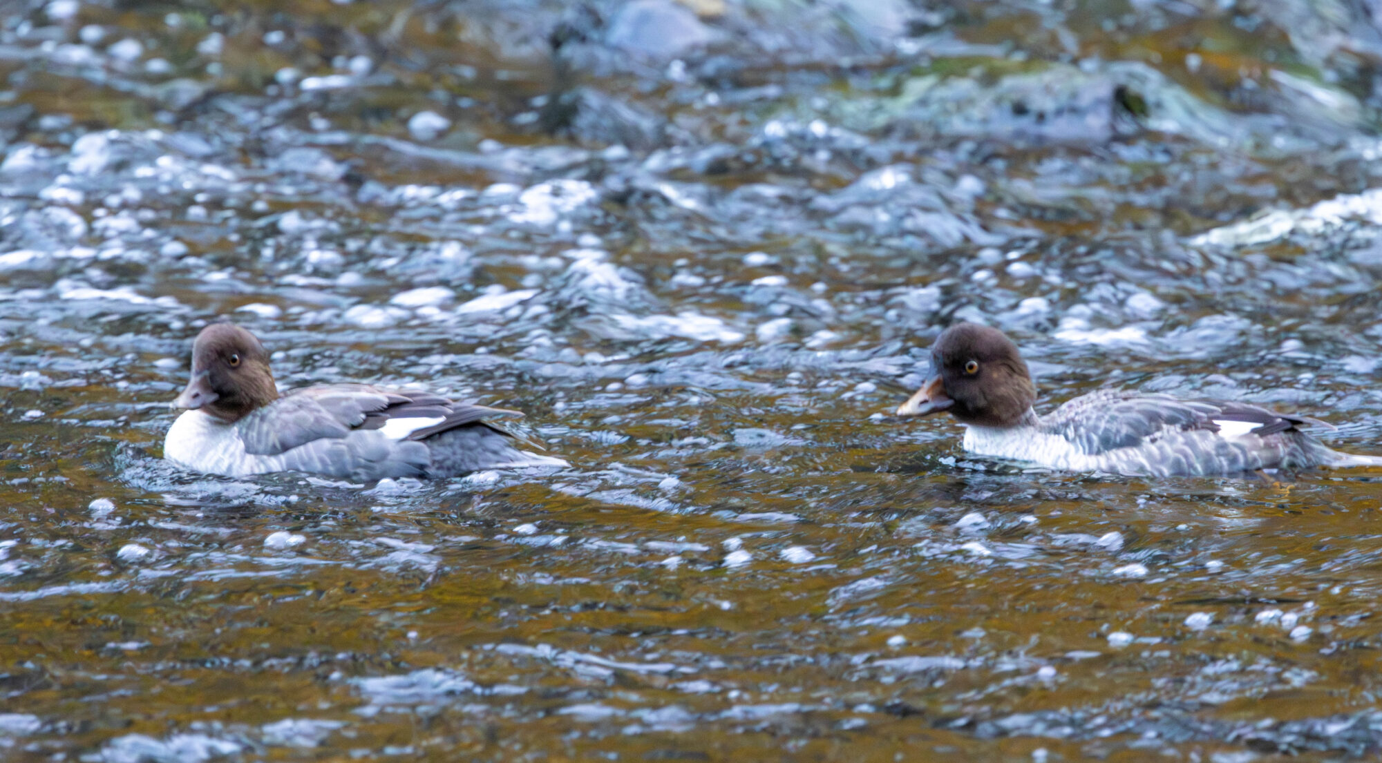 Valokuvaaja: Hannu Tikkanen