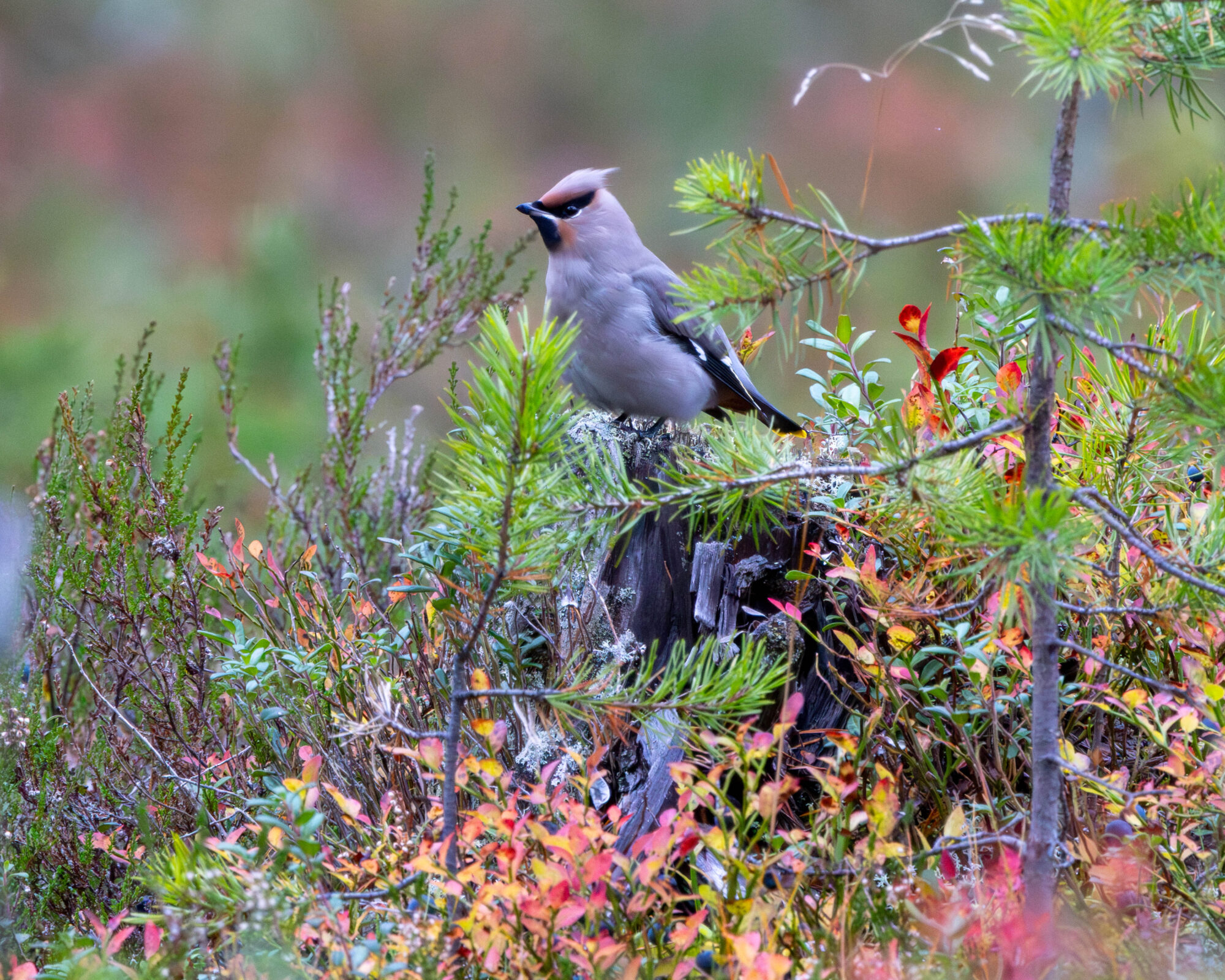 Valokuvaaja: Hannu Tikkanen