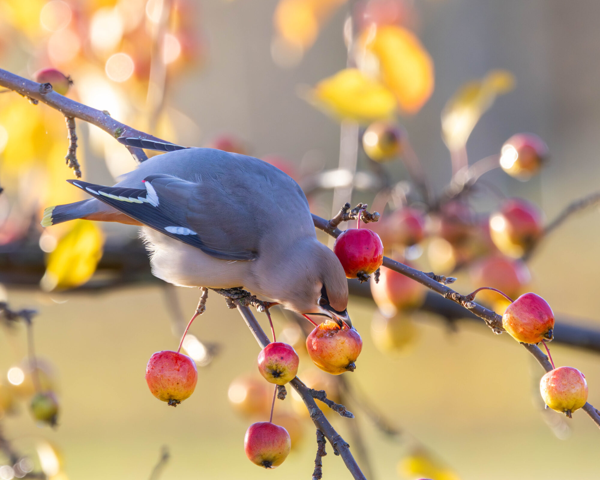 Valokuvaaja: Hannu Tikkanen