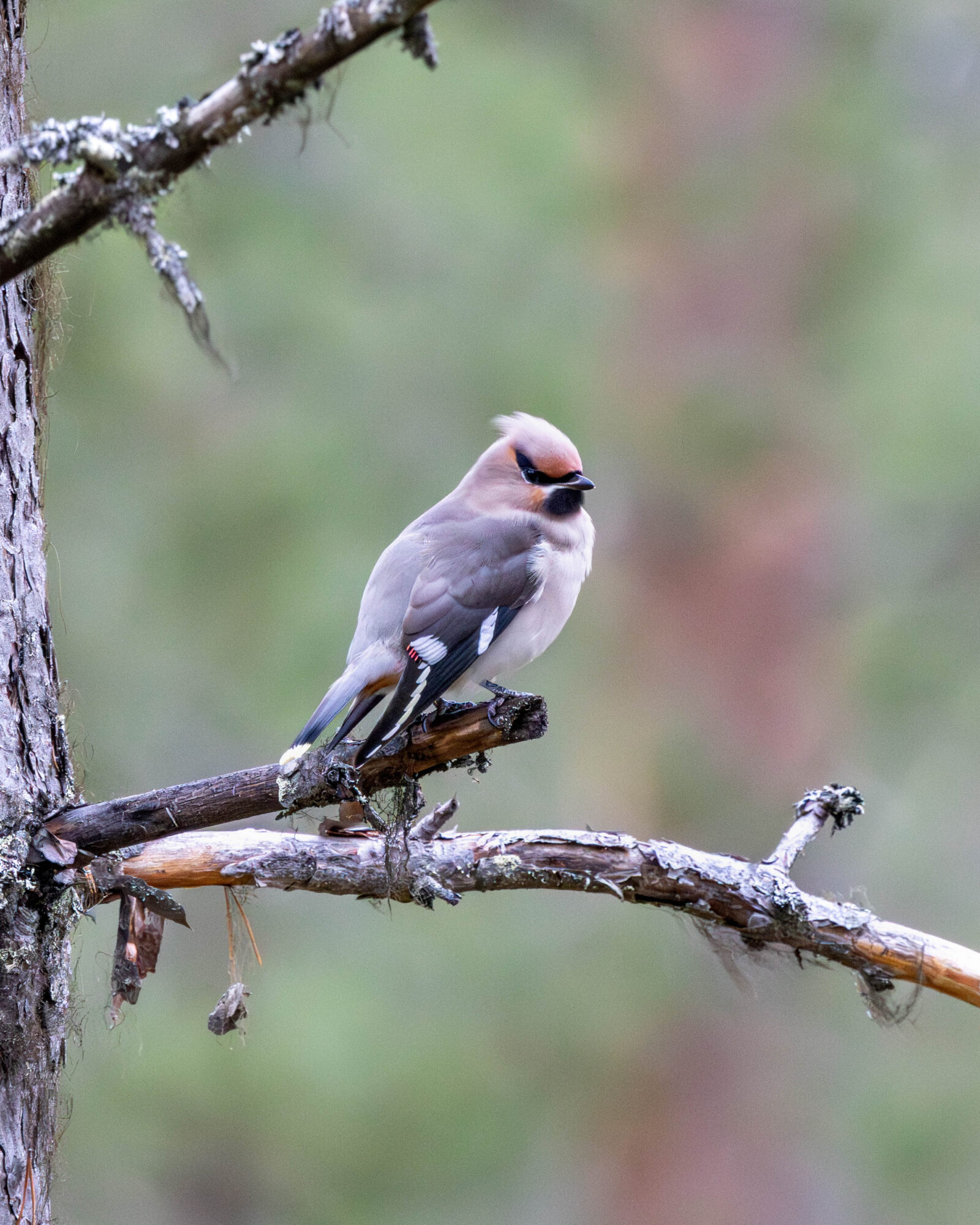 Valokuvaaja: Hannu Tikkanen