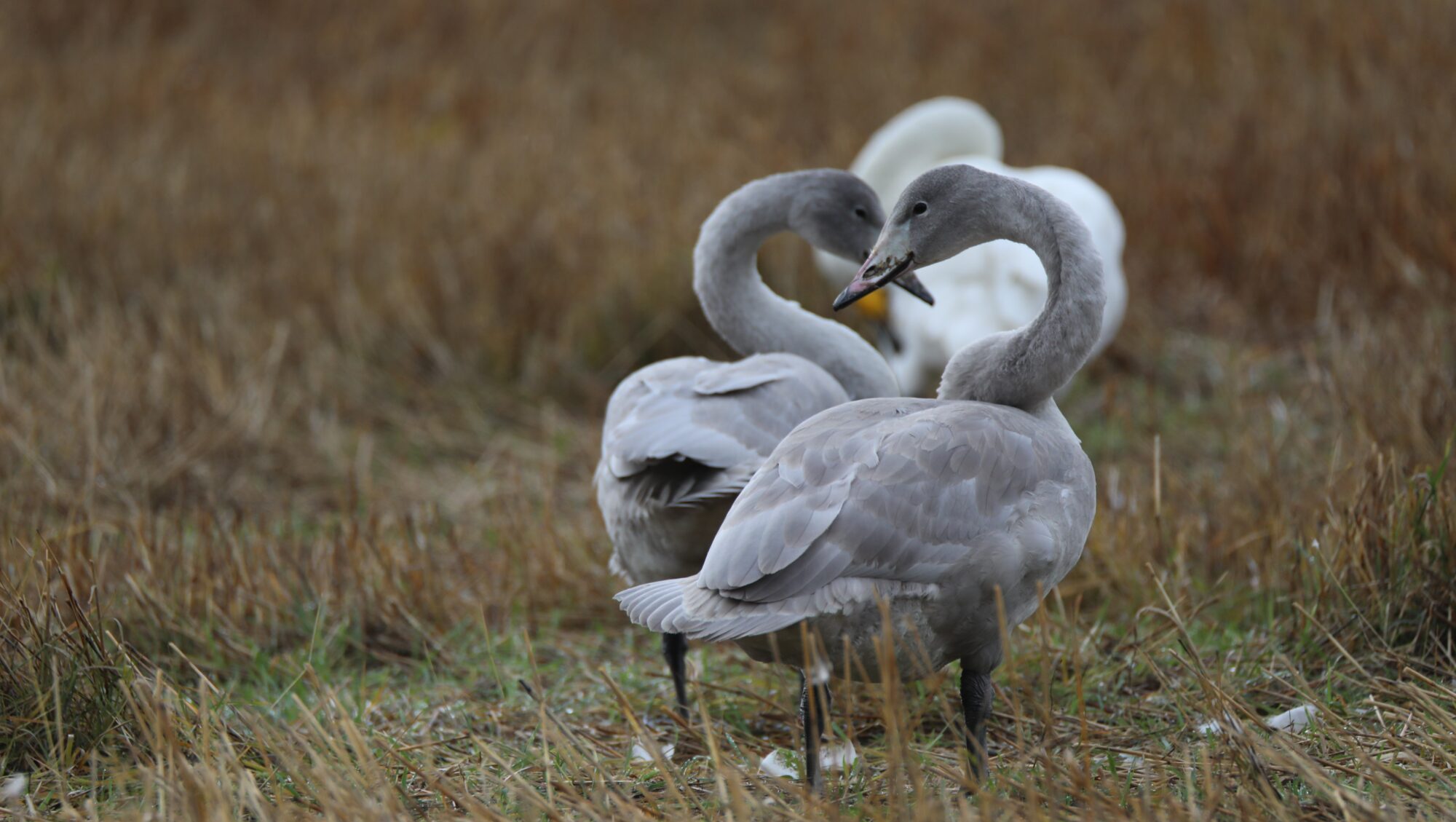 Valokuvaaja: Ahti Keränen