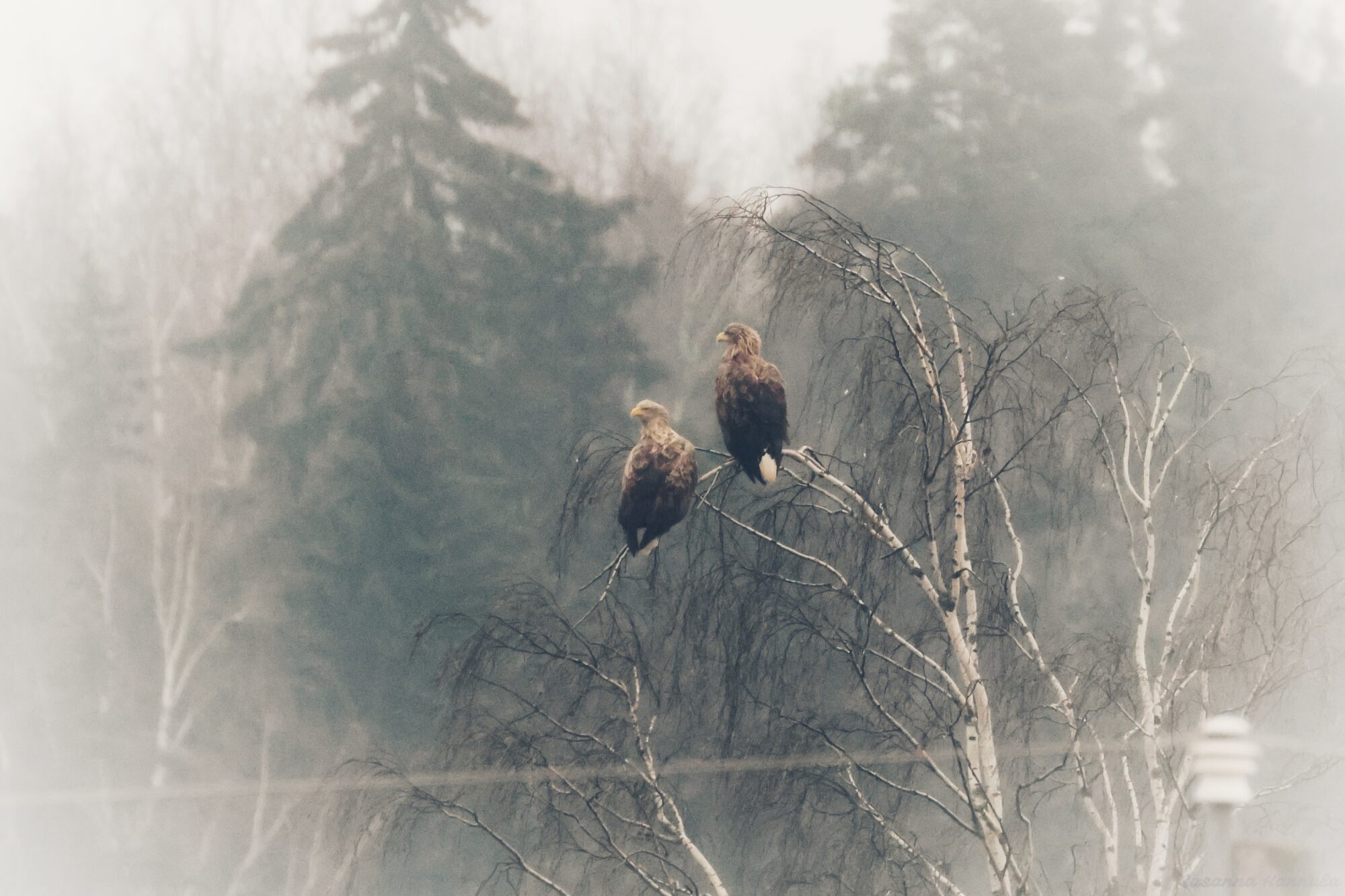 Valokuvaaja: Susanna Hannula