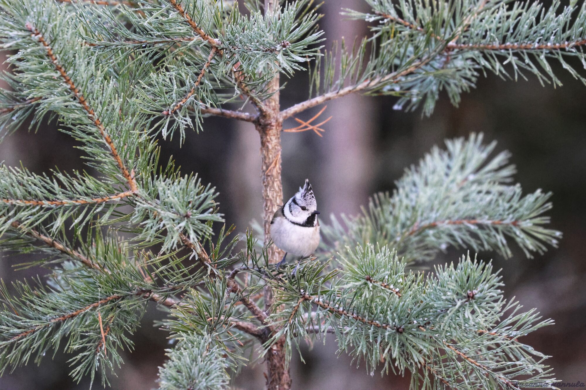 Valokuvaaja: Susanna Hannula