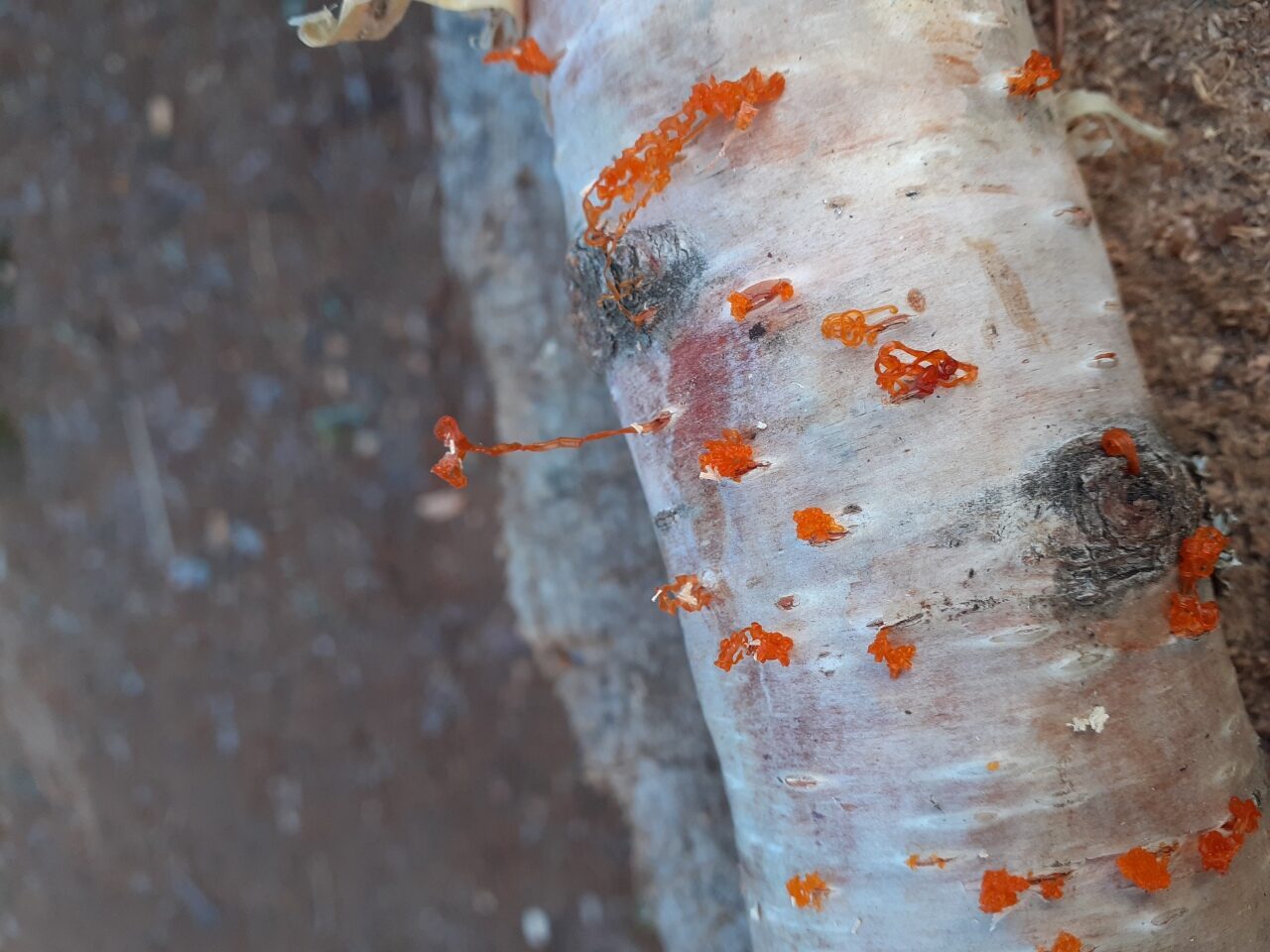 Valokuvaaja: Mikko Anttila