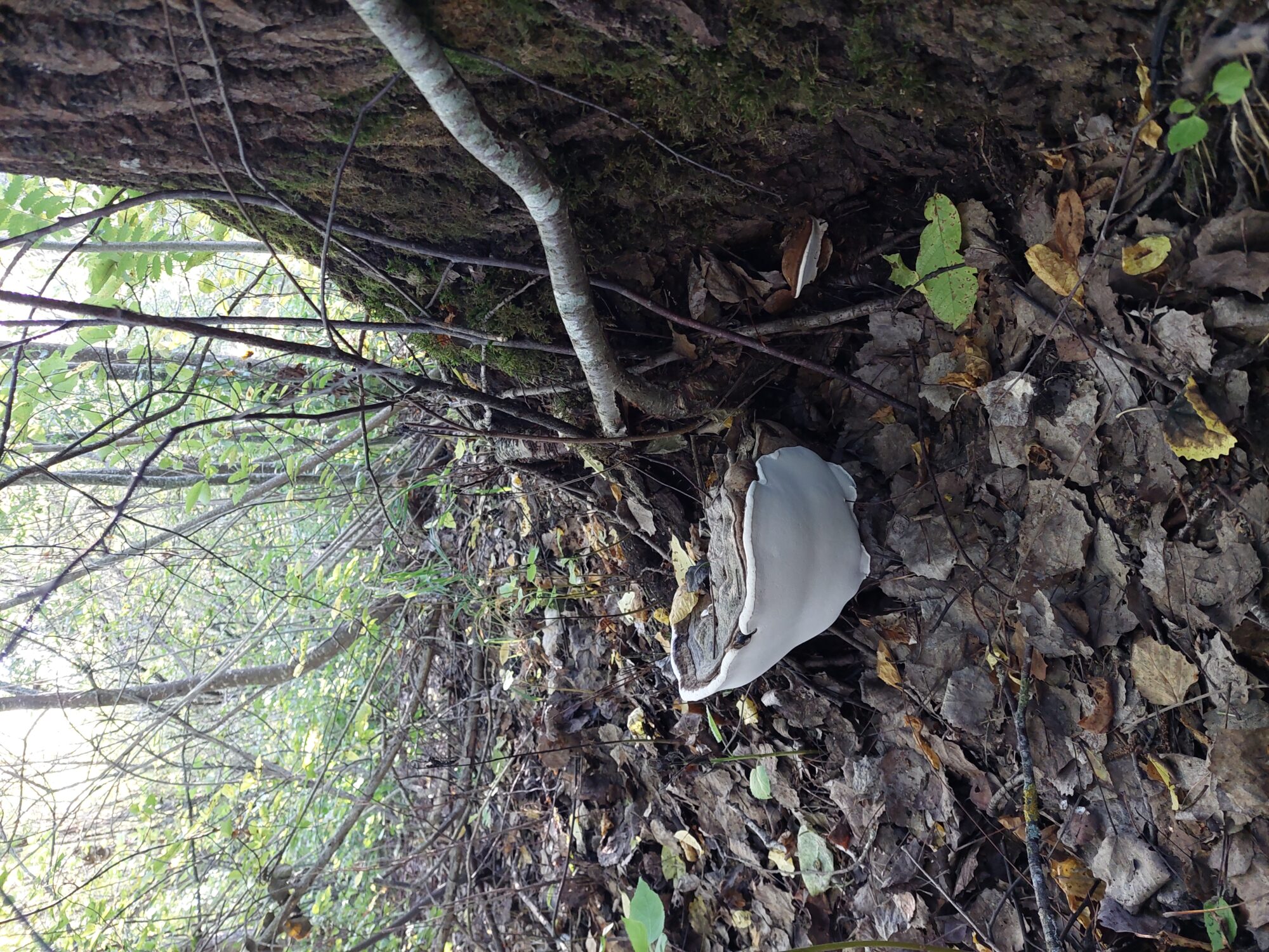 Valokuvaaja: Satu Pyörälä