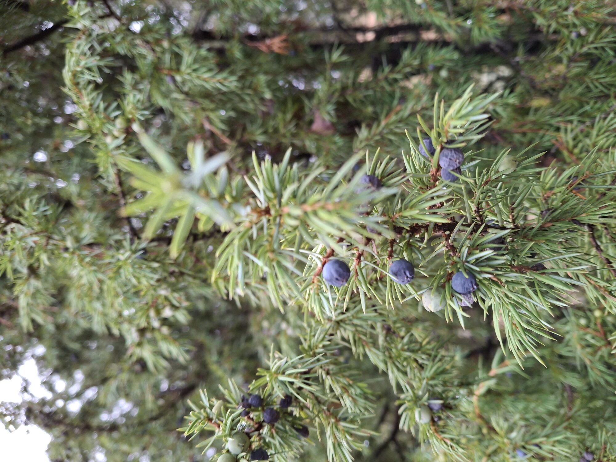 Valokuvaaja: Satu Suuntala