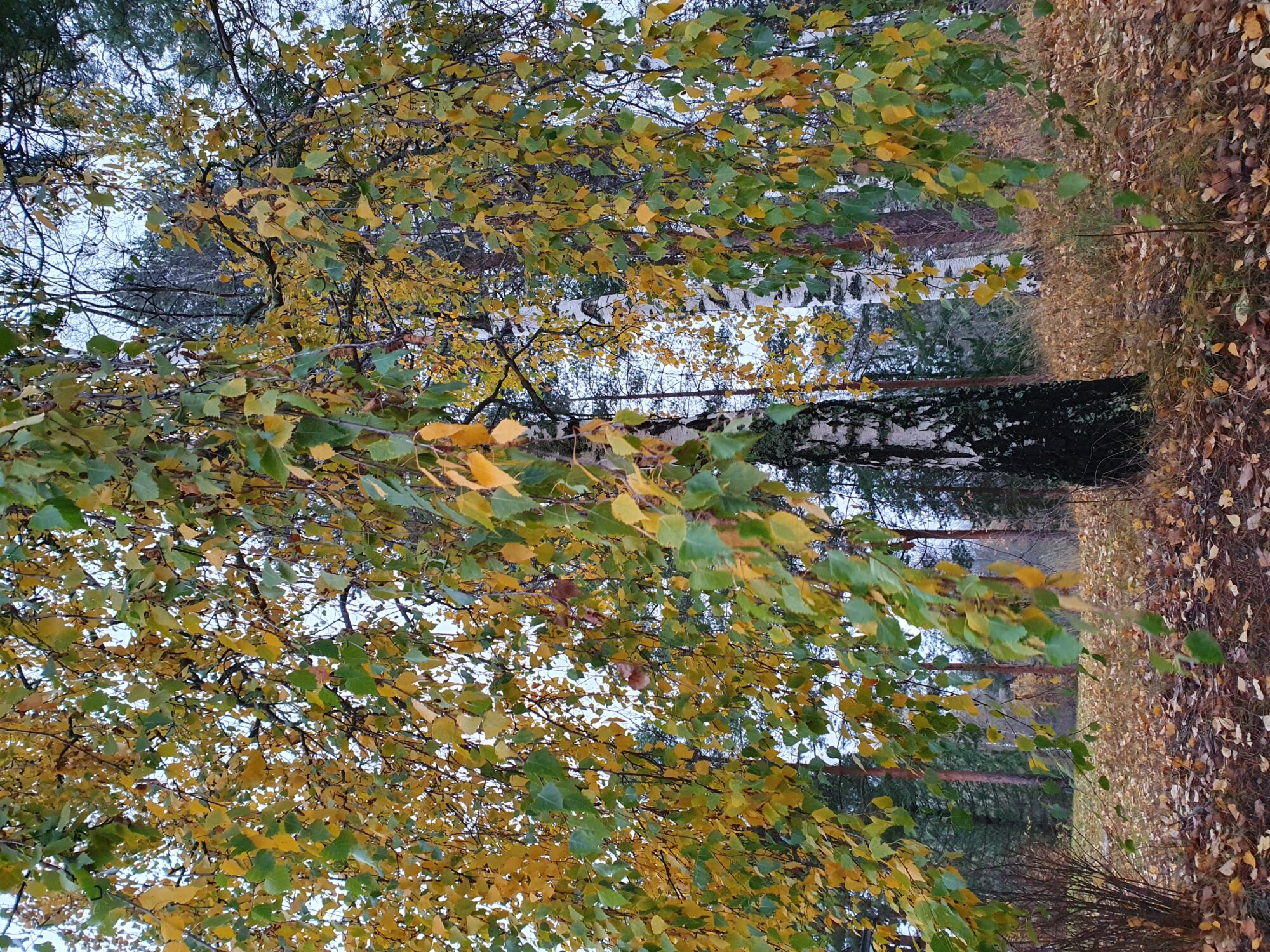 Valokuvaaja: Pirkko Tuulihovi