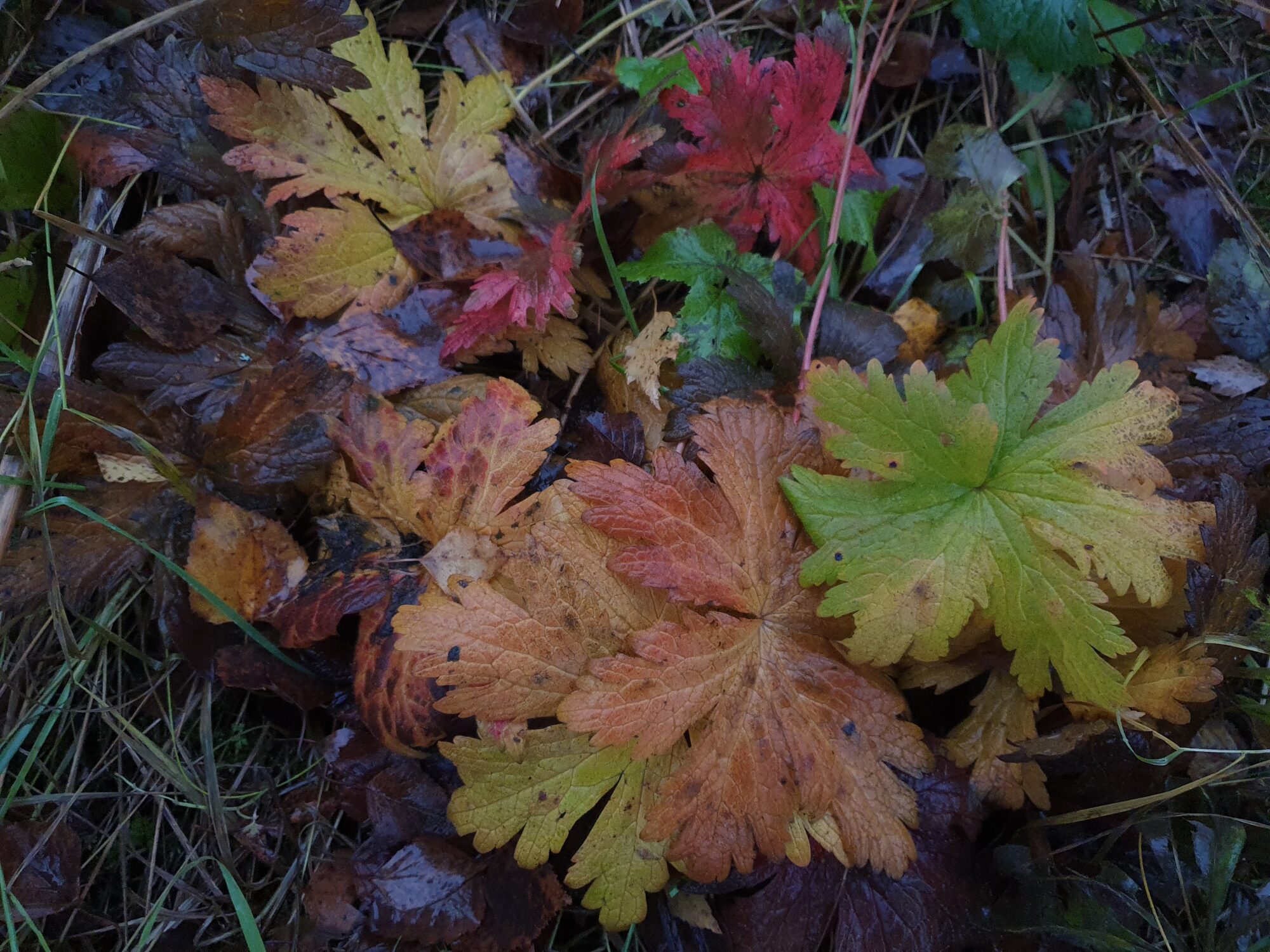 Valokuvaaja: Pirkko Tuulihovi