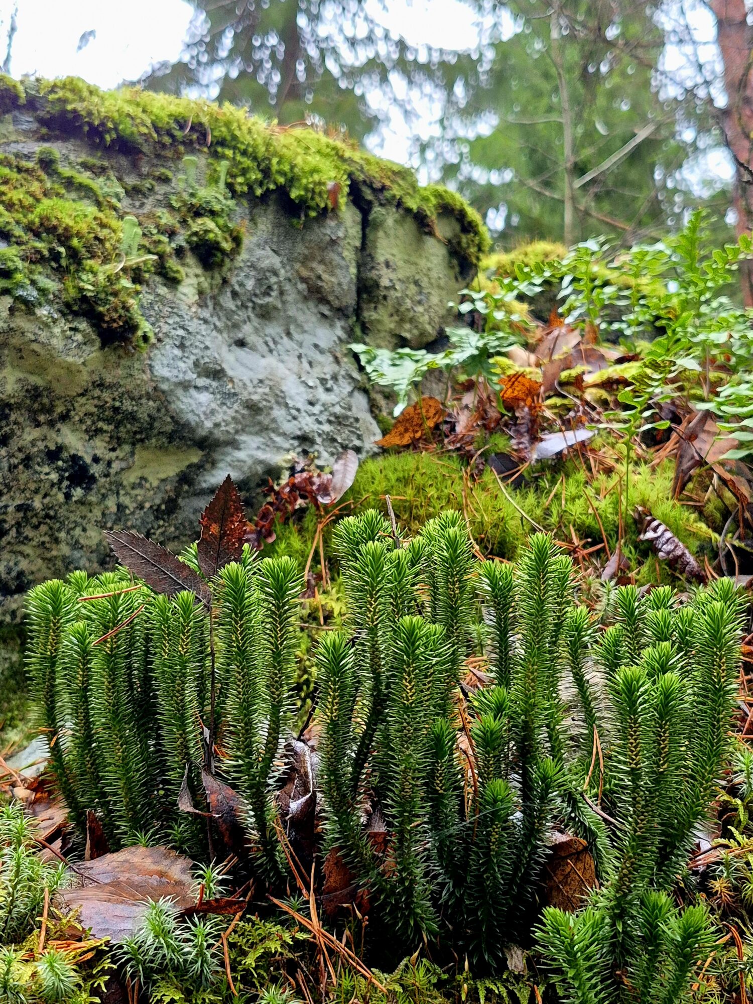 Valokuvaaja: Kaarina Walter