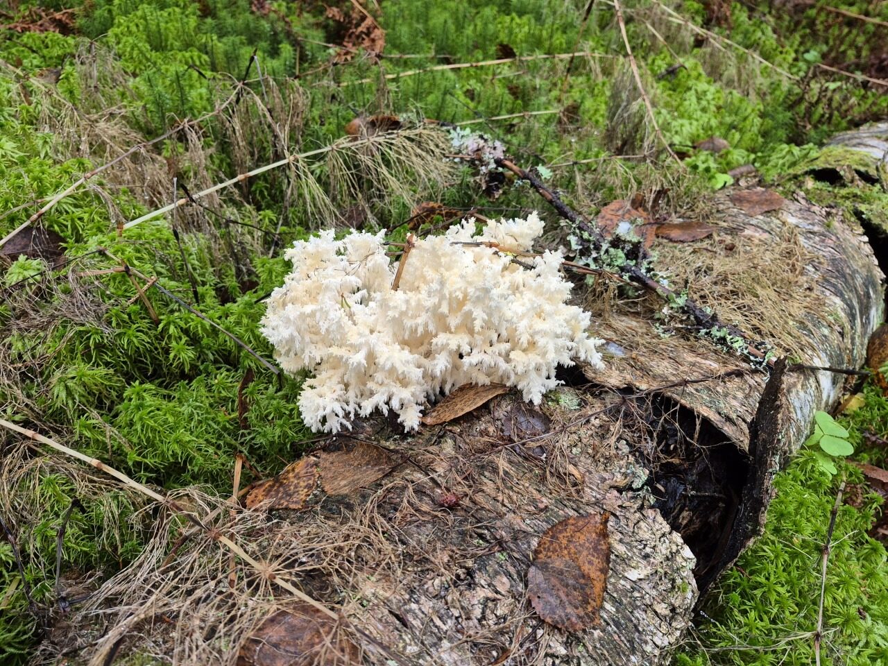 Valokuvaaja: Esa Konttinen