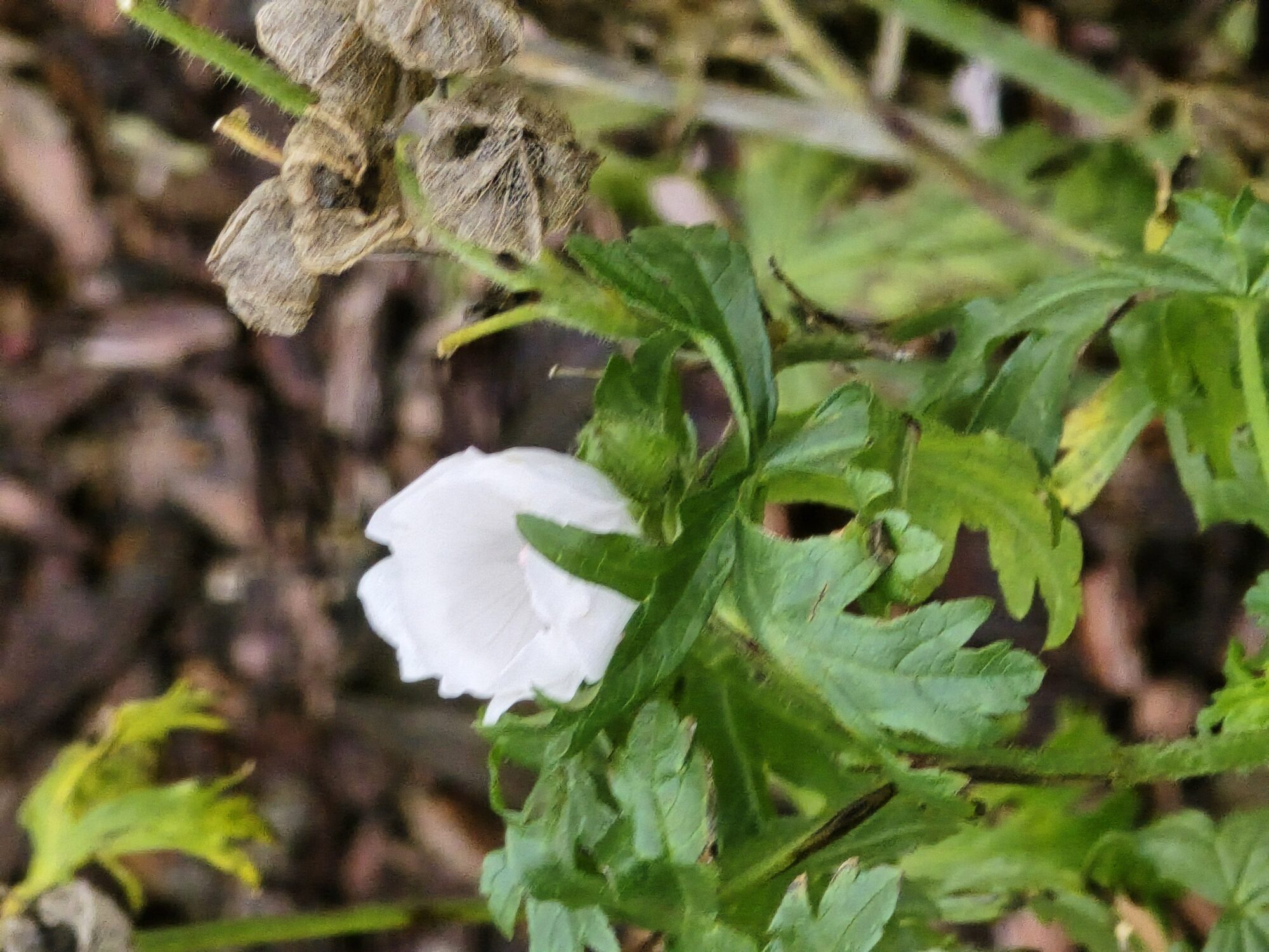 Valokuvaaja: Jaana Saarelainen
