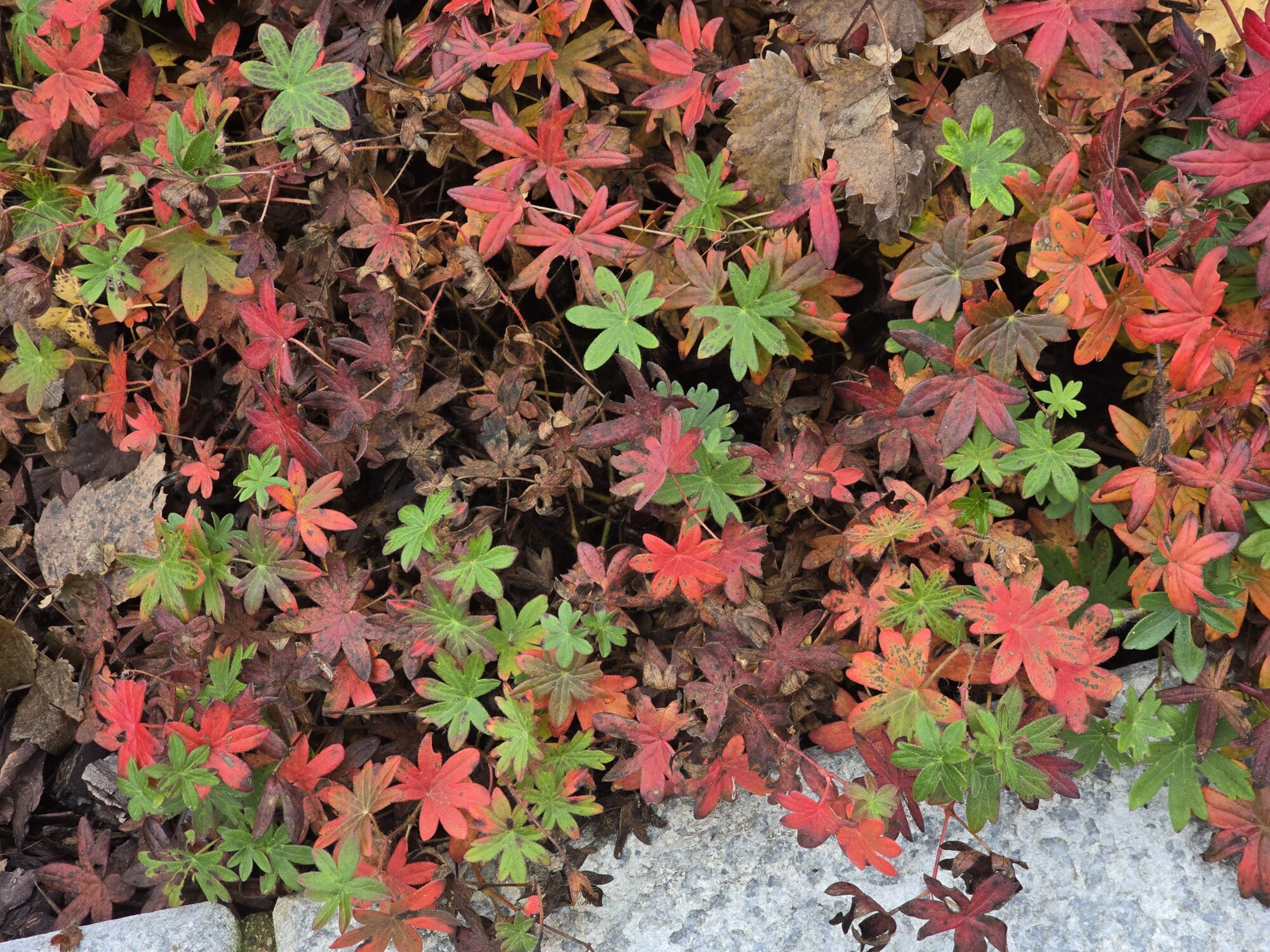 Valokuvaaja: Jaana Saarelainen