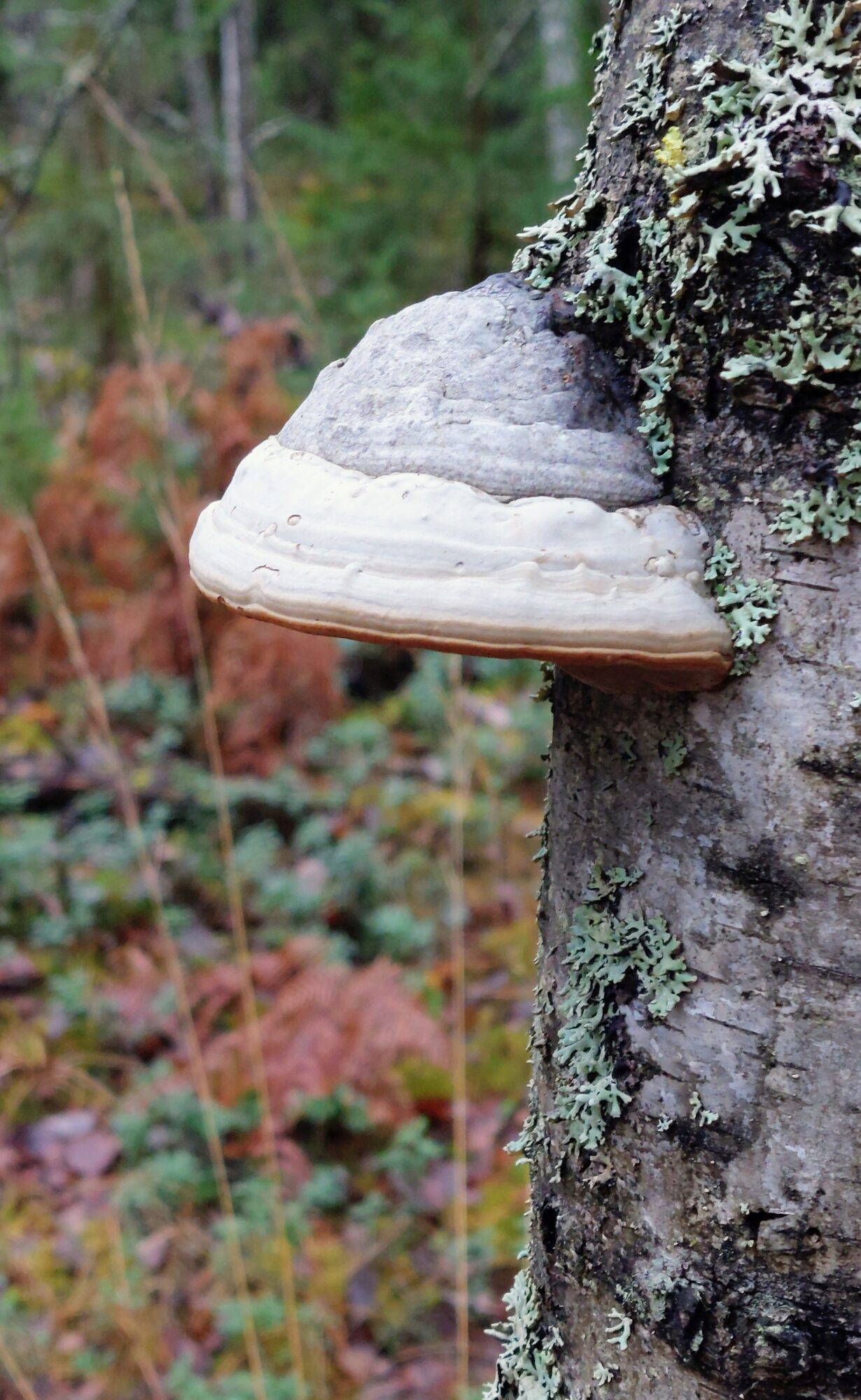 Valokuvaaja: Tarja Naukkarinen