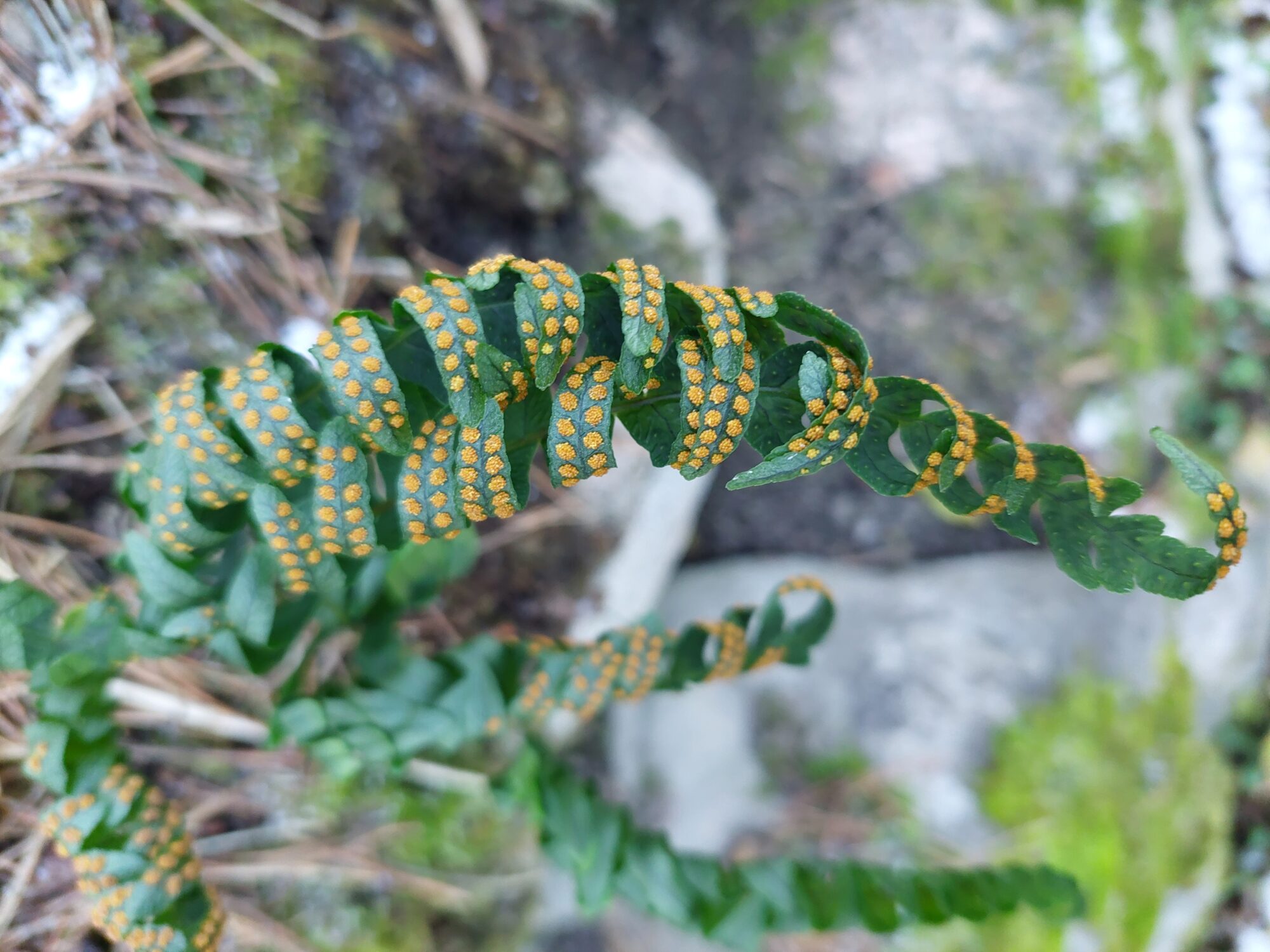 Valokuvaaja: Birgit Silvennoinen