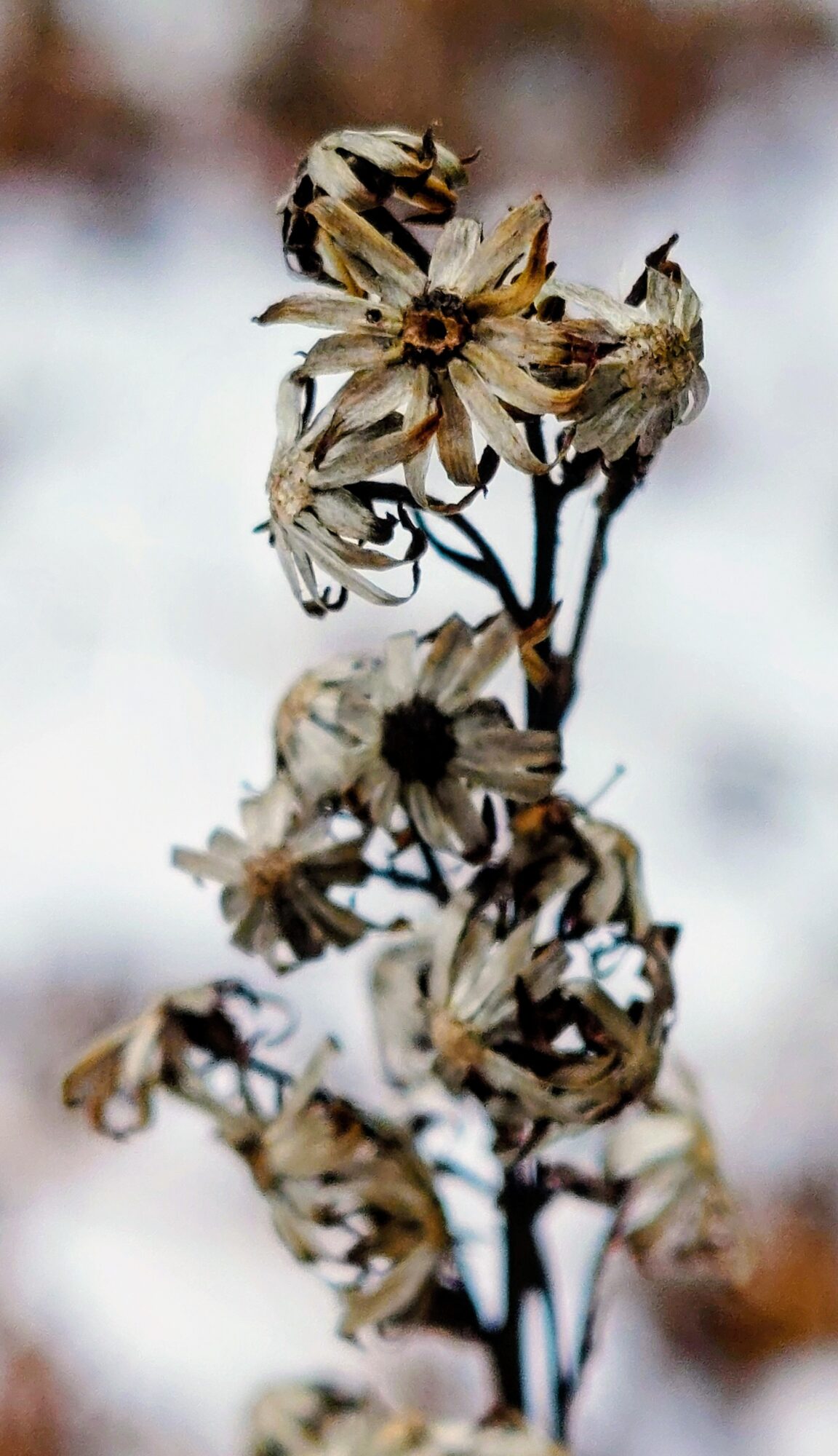 Valokuvaaja: Tarja Naukkarinen