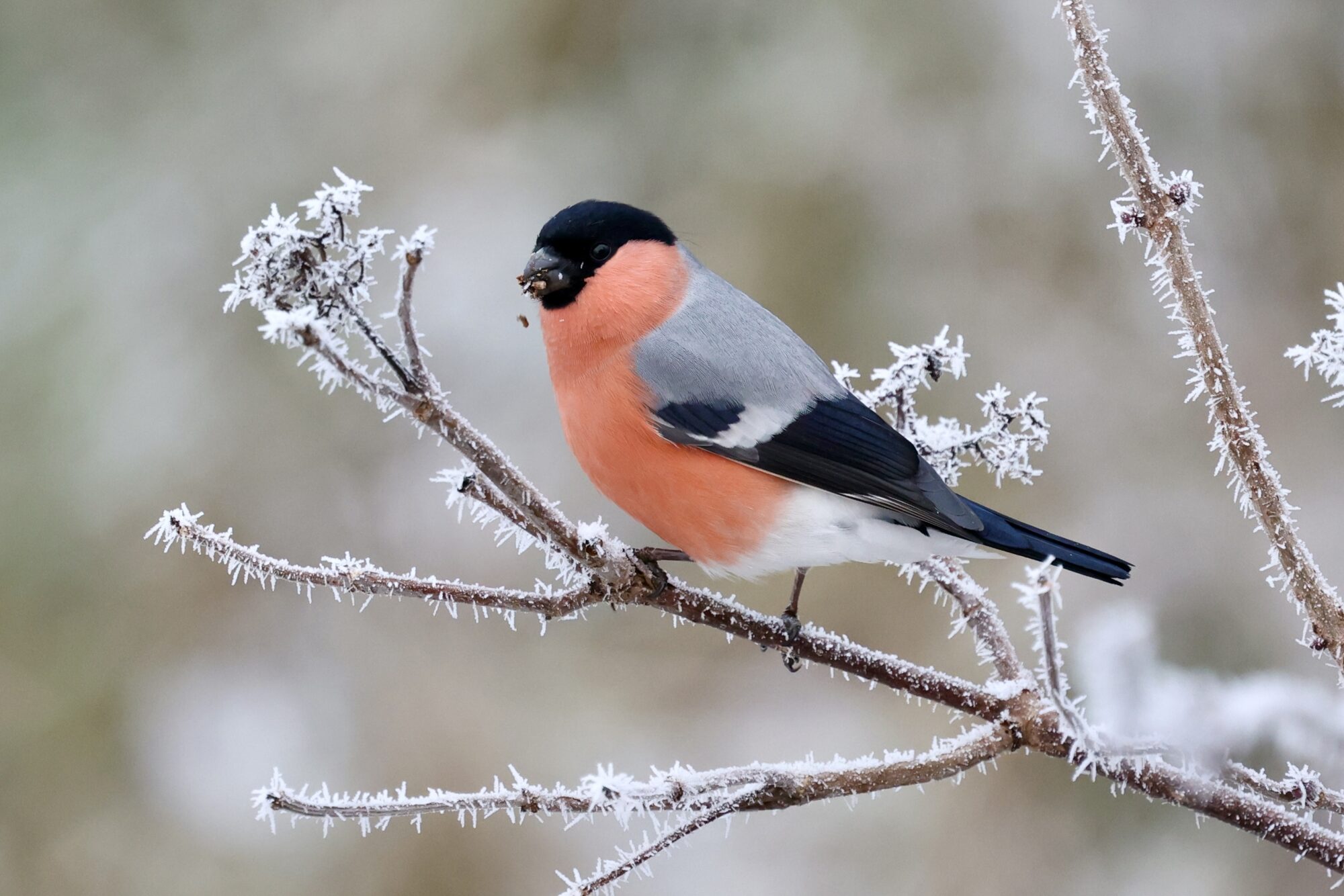 Valokuvaaja: Jukka Henriksson