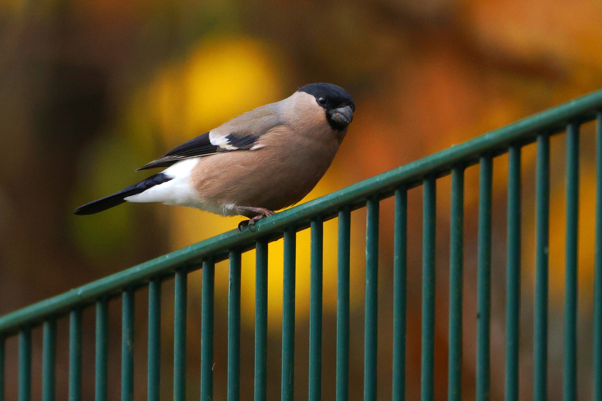 Valokuvaaja: Jouni Kalliomäki