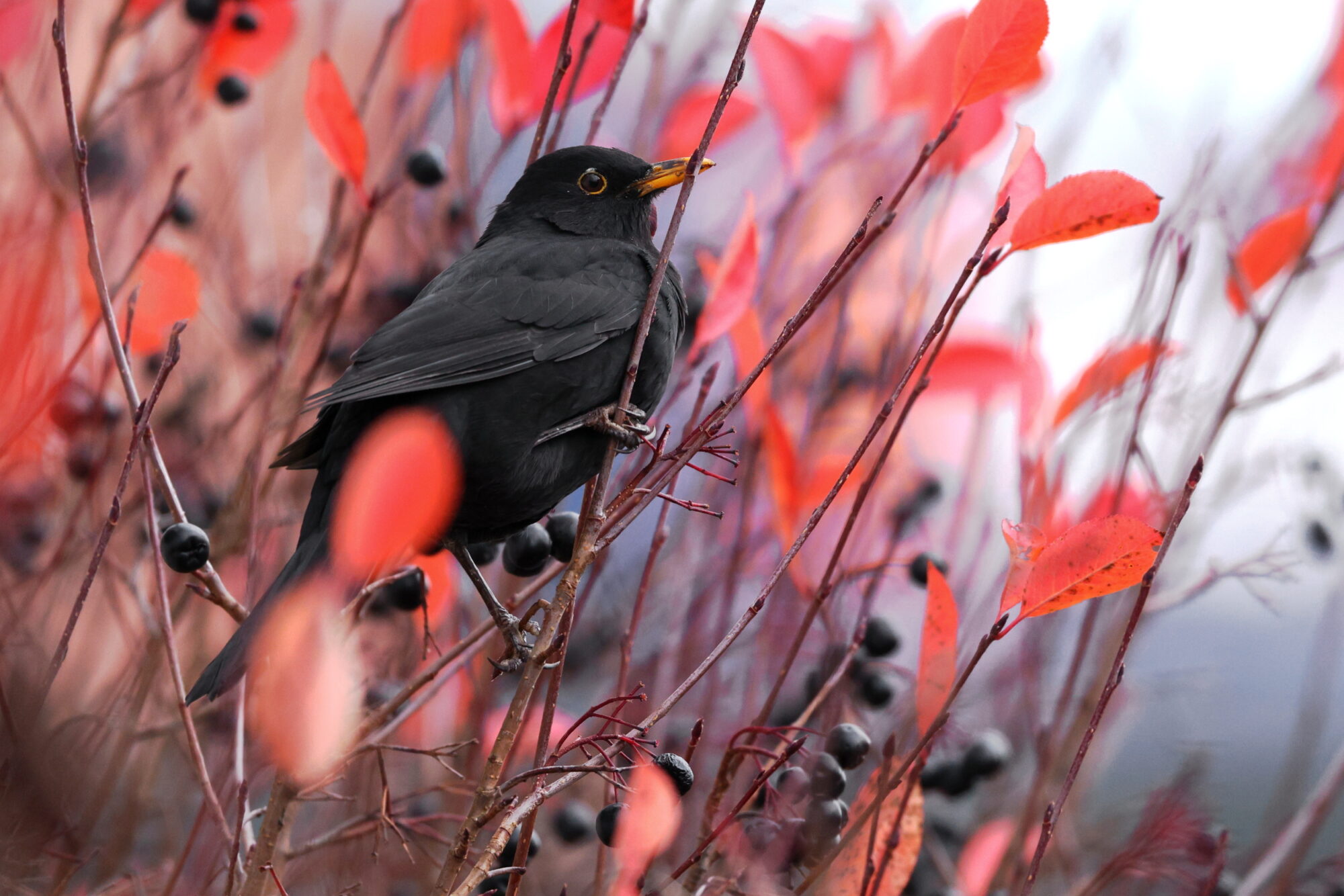 Valokuvaaja: Jouni Kalliomäki