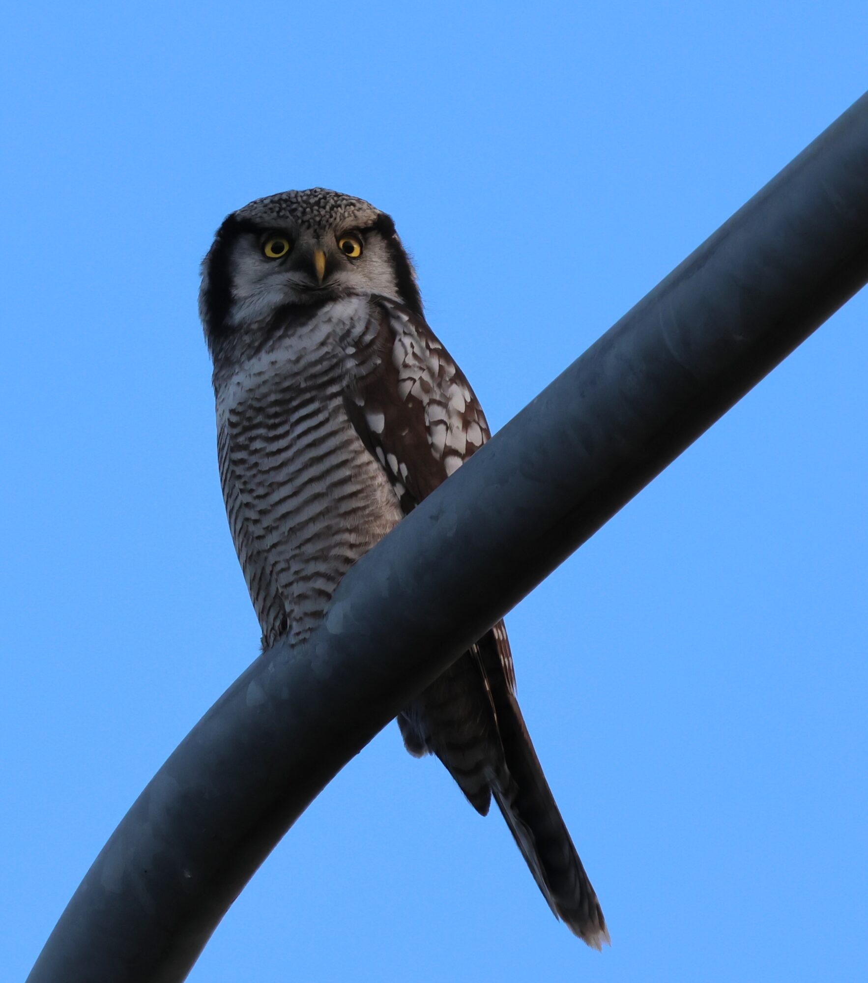 Valokuvaaja: Hanna Rönty