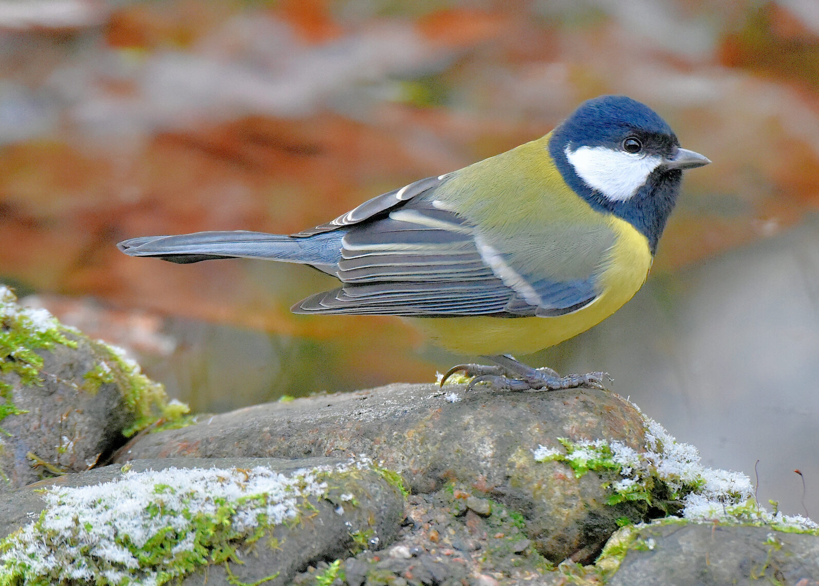 Valokuvaaja: Reijo Juurinen