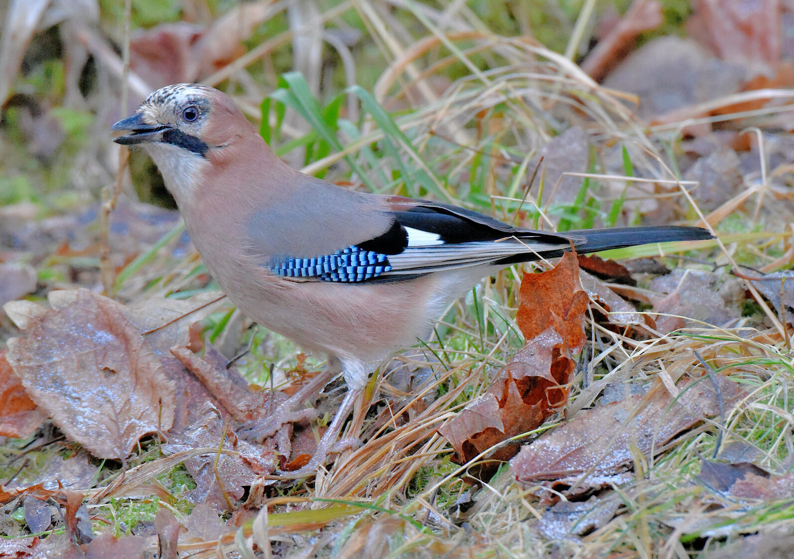 Valokuvaaja: Reijo Juurinen