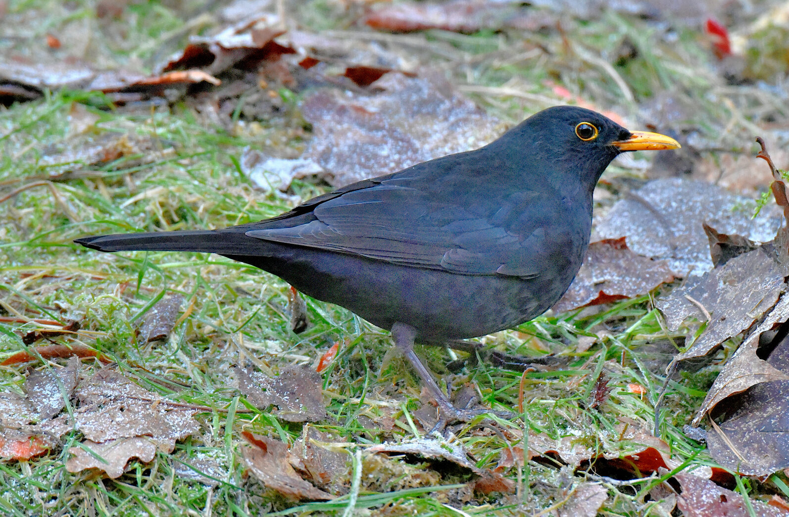 Valokuvaaja: Reijo Juurinen
