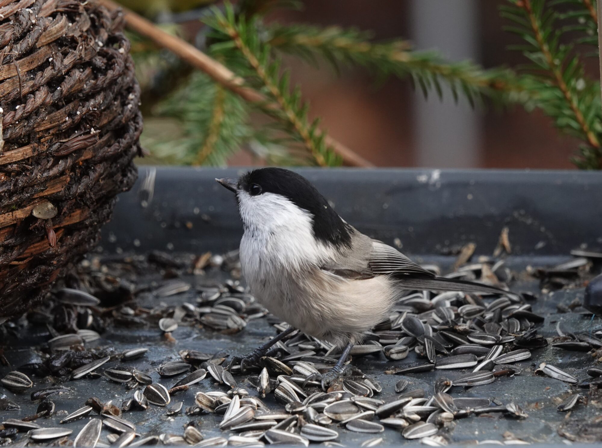 Valokuvaaja: Satu Välimaa