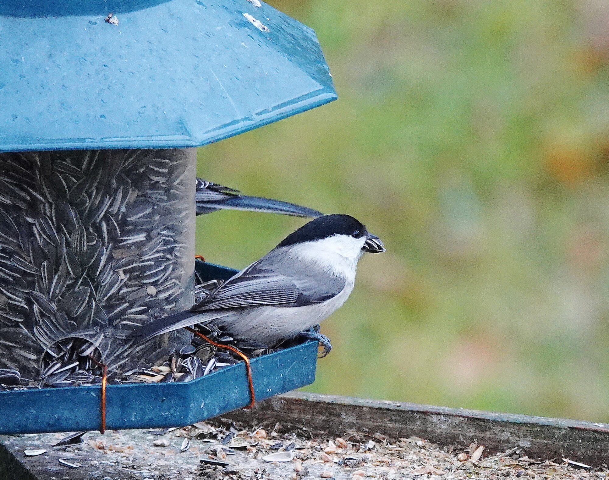Valokuvaaja: Raija Oksanen