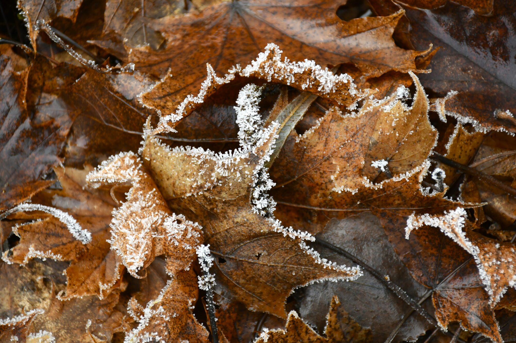 Valokuvaaja: Maarit Siitonen