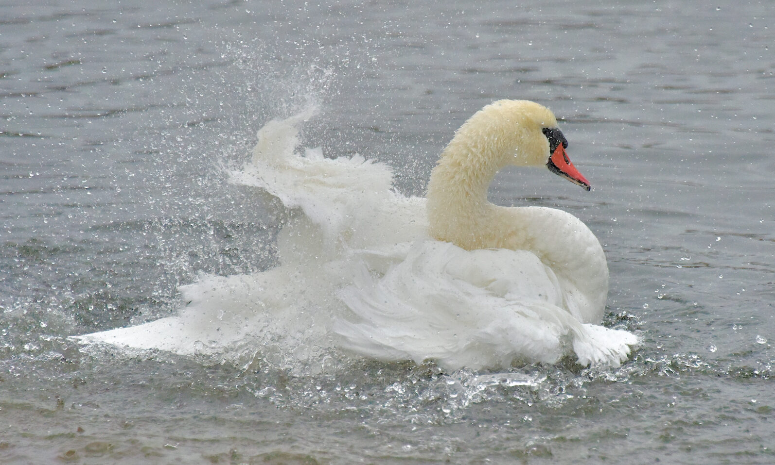 Valokuvaaja: Reijo Juurinen