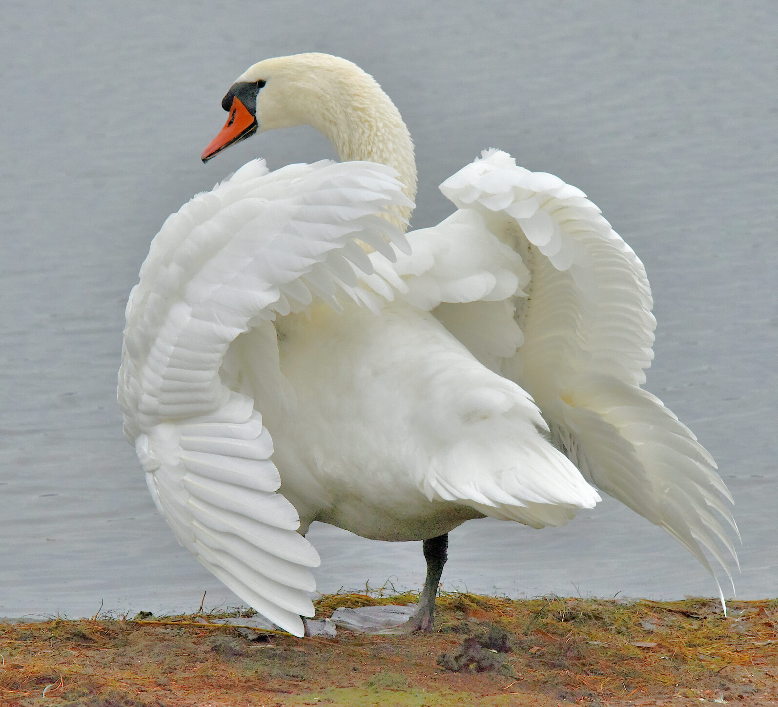 Valokuvaaja: Reijo Juurinen