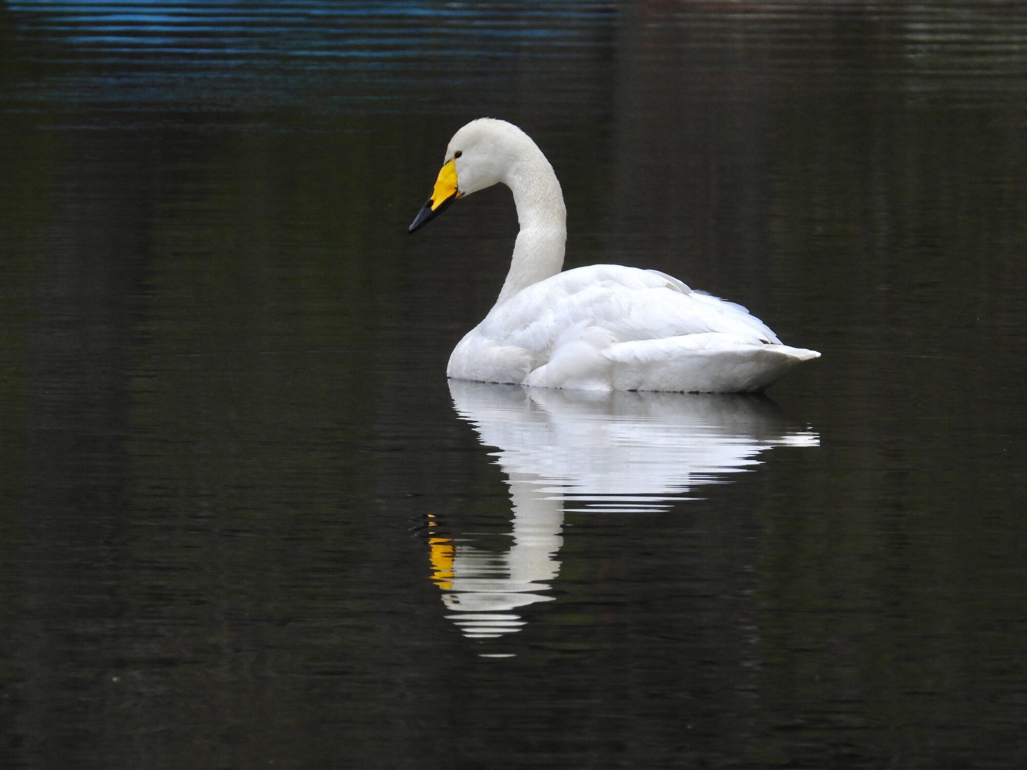 Valokuvaaja: Juhani Peltonen