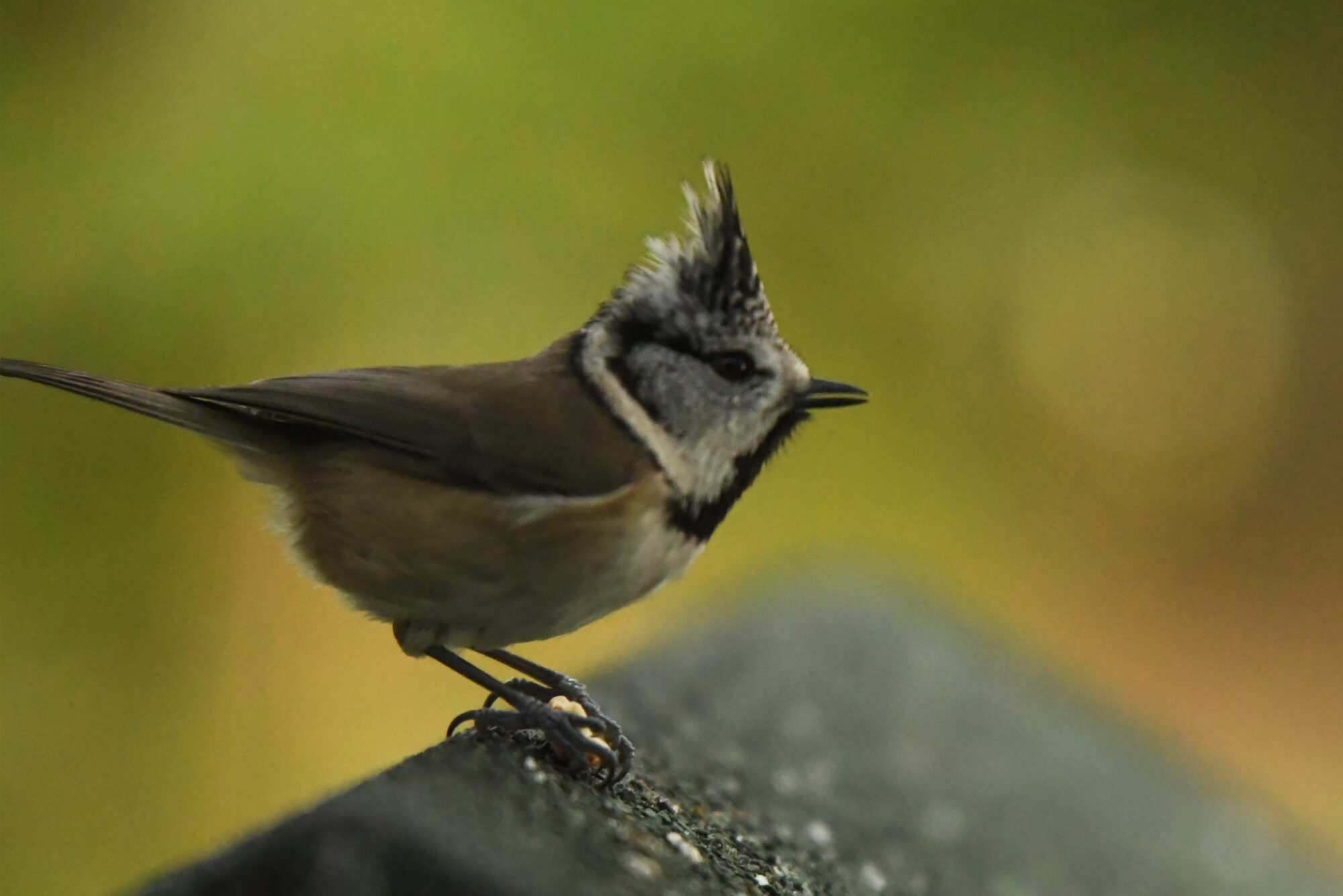 Valokuvaaja: Maija Savolainen