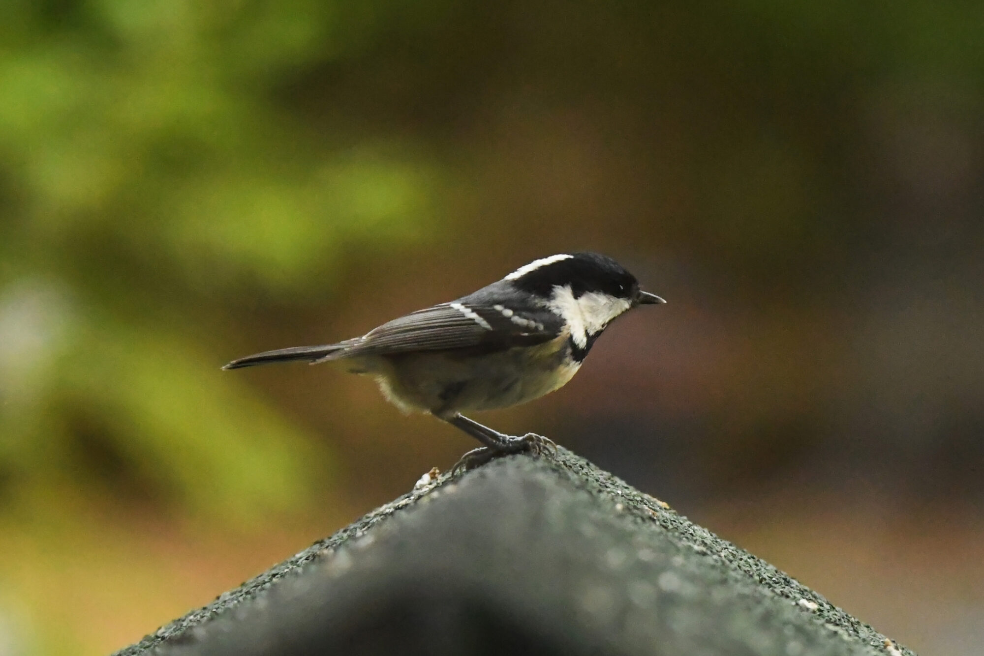 Valokuvaaja: Maija Savolainen