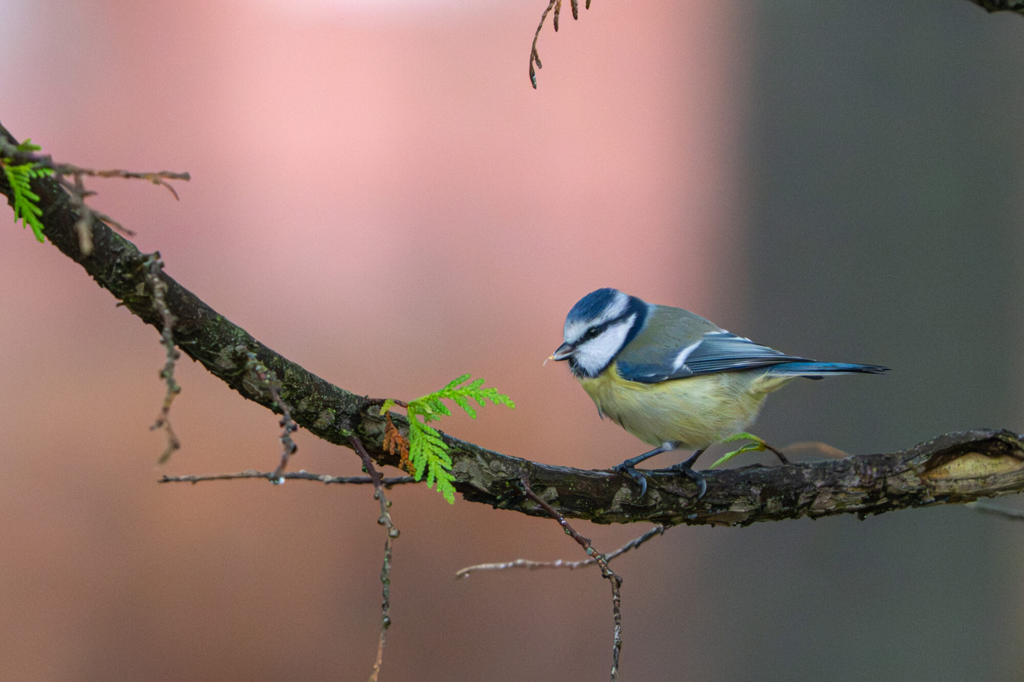 Valokuvaaja: Markku Saarinen